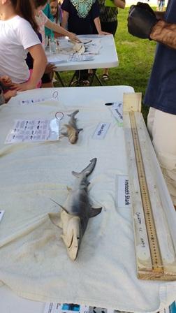 Real, dead sharks