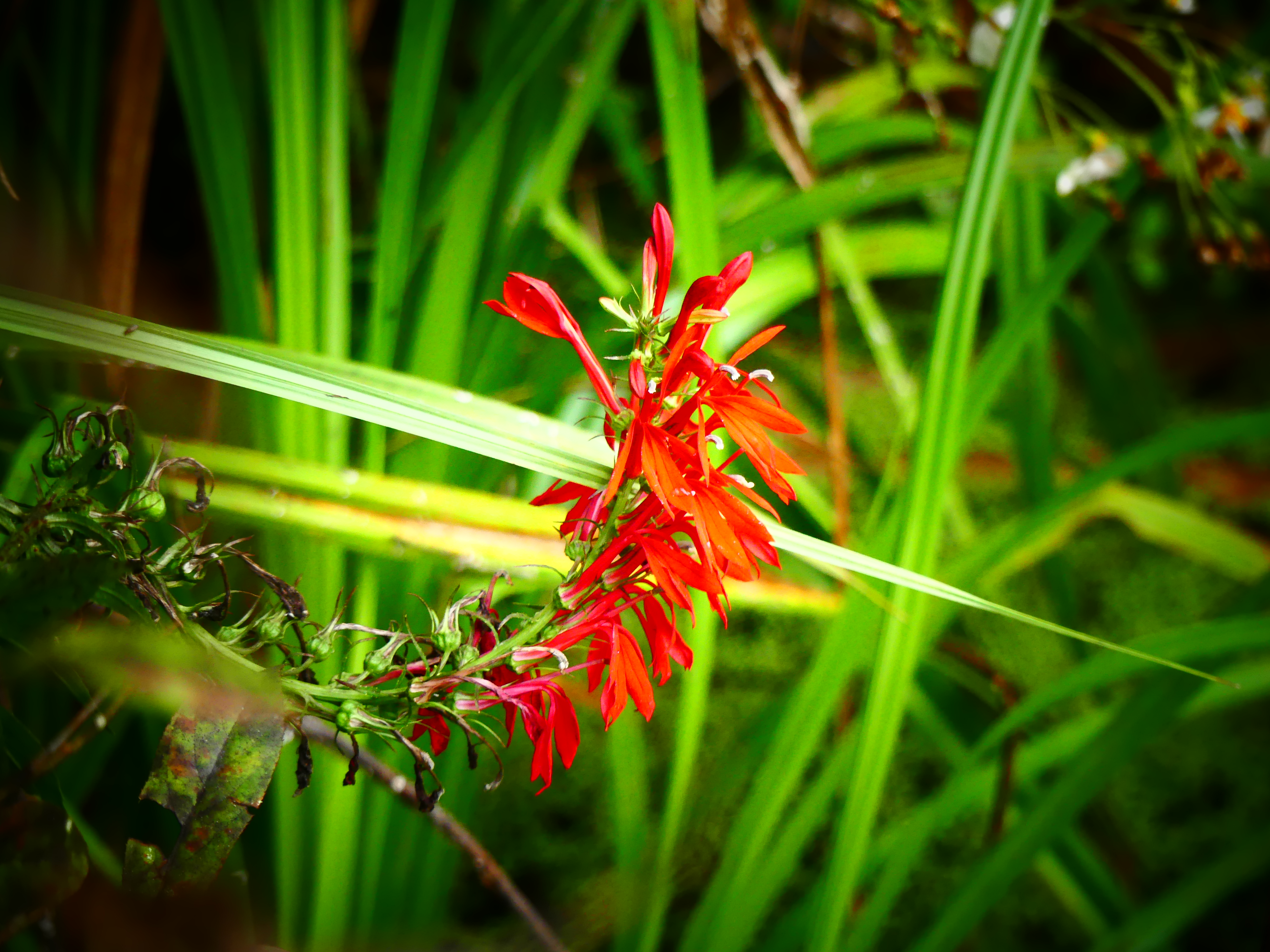 Red flower