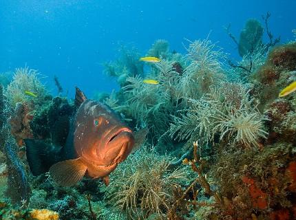 Red Grouper