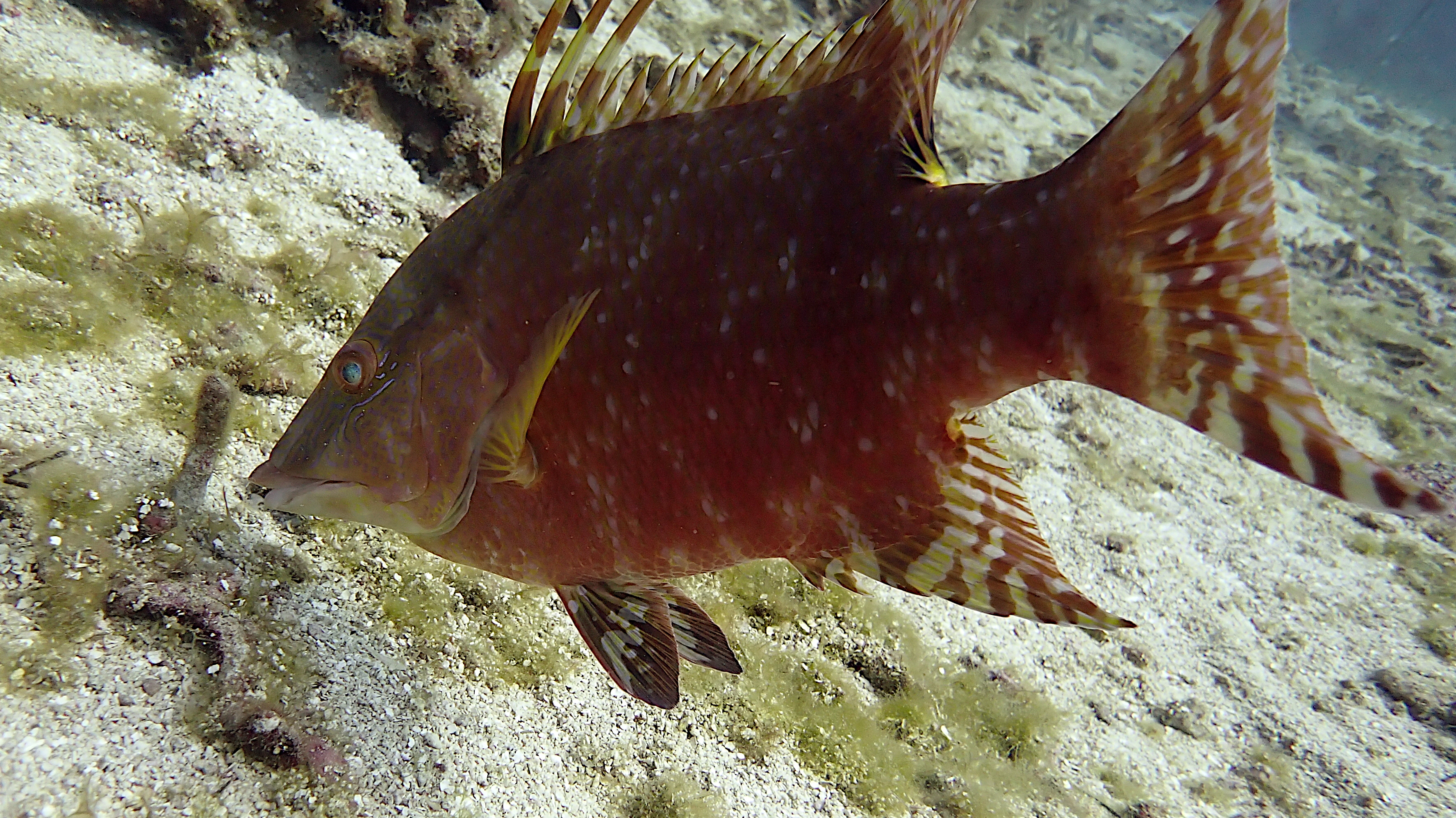 Red hogfish