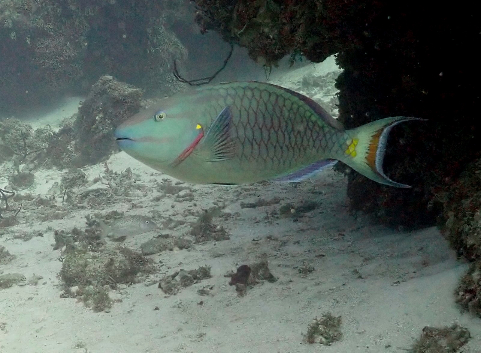 red light, green light