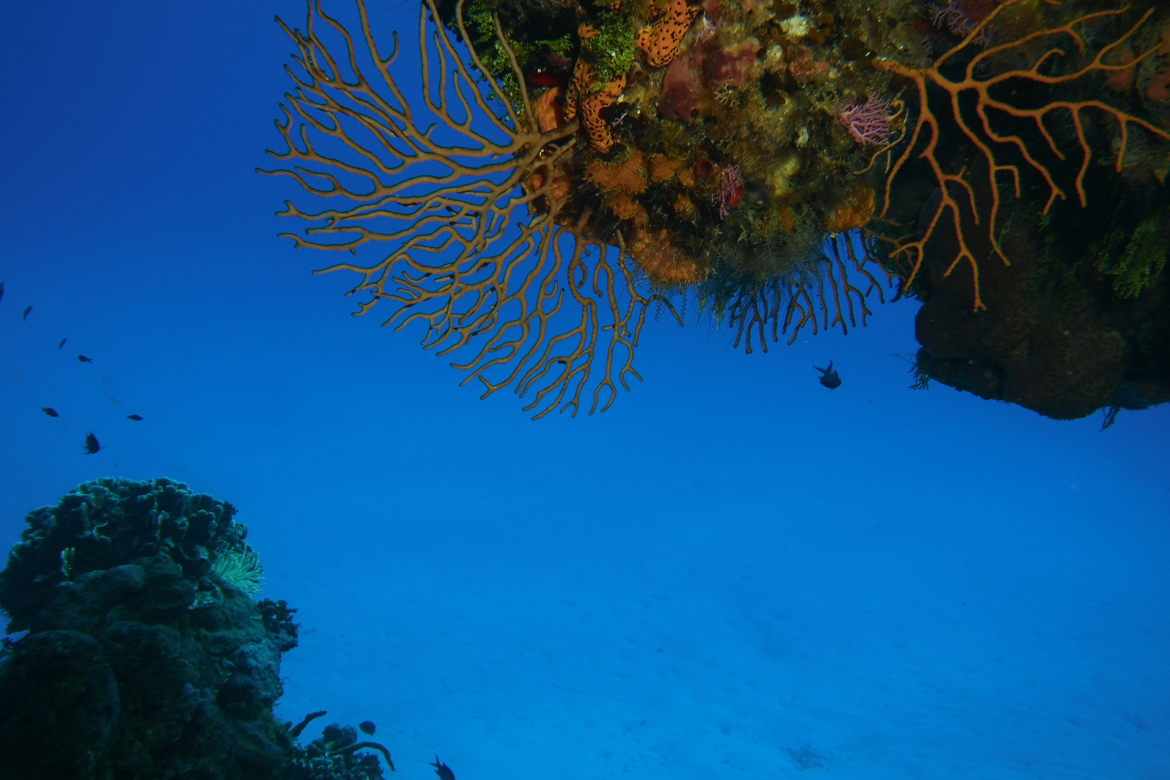 Reef coral