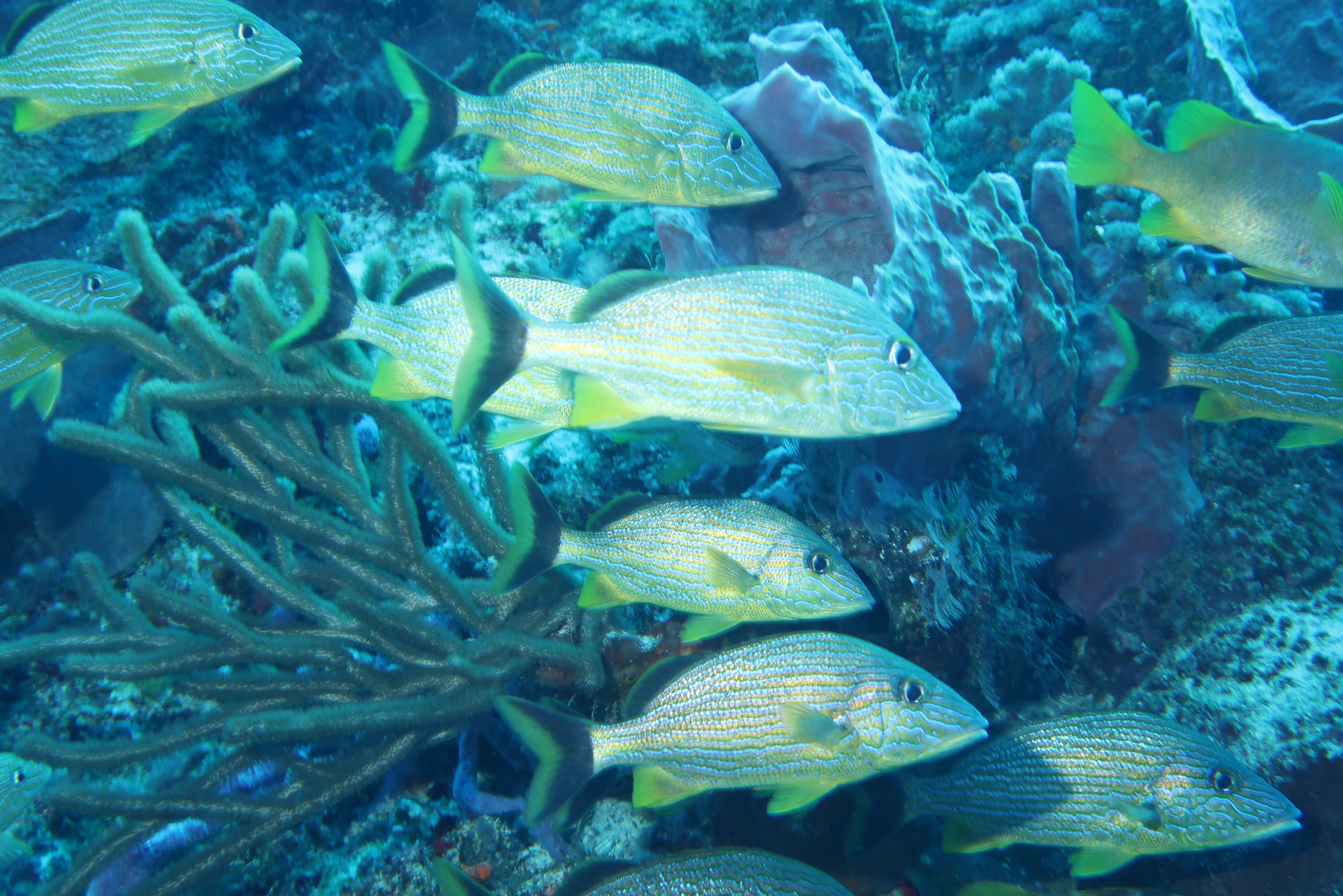 Reef guards