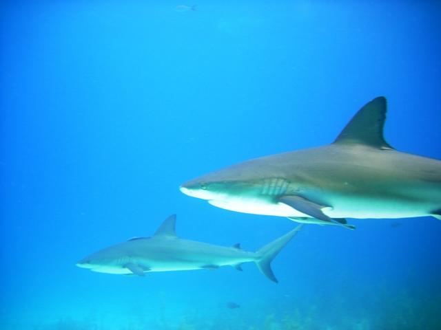Reef Sharks 2