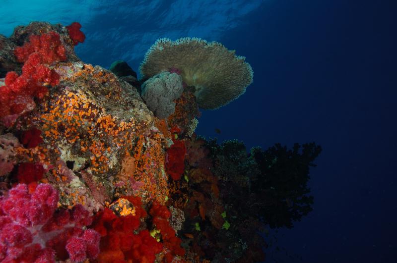 Reef