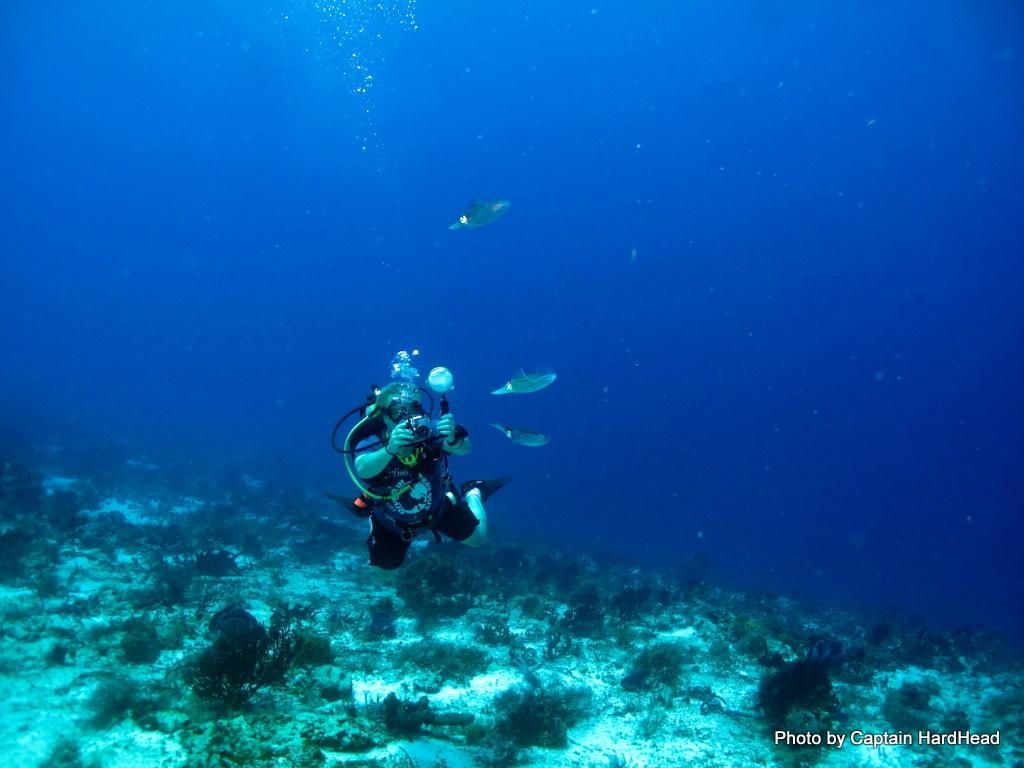 Reefhound Chasing Squid