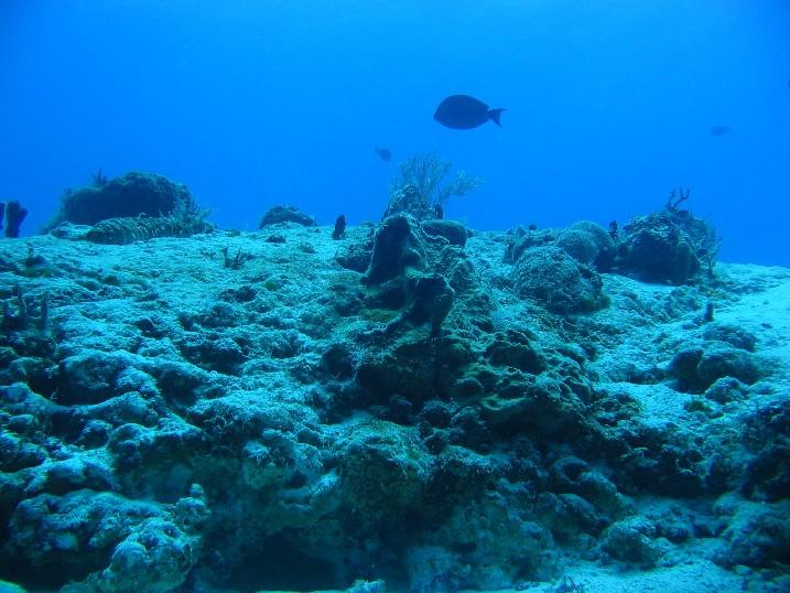 ReefHound makes a carrier landing