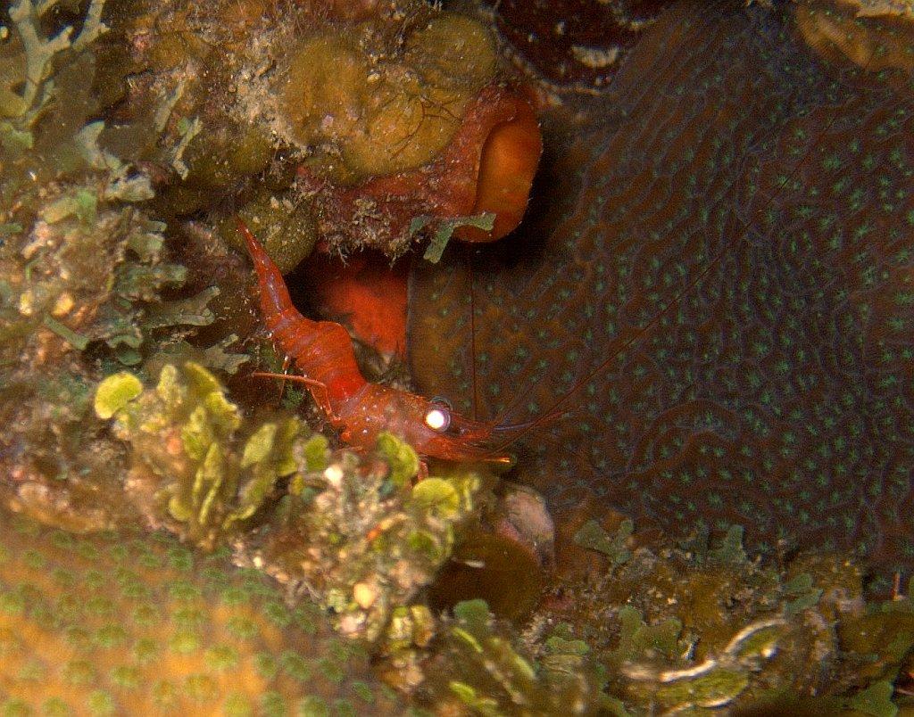 reefhound, peacholica