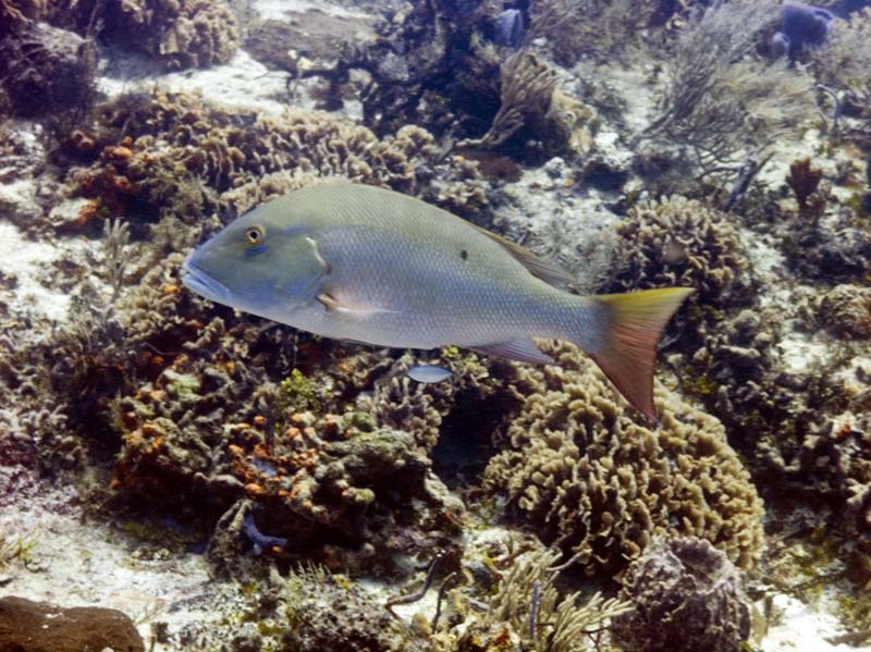 Reefhound