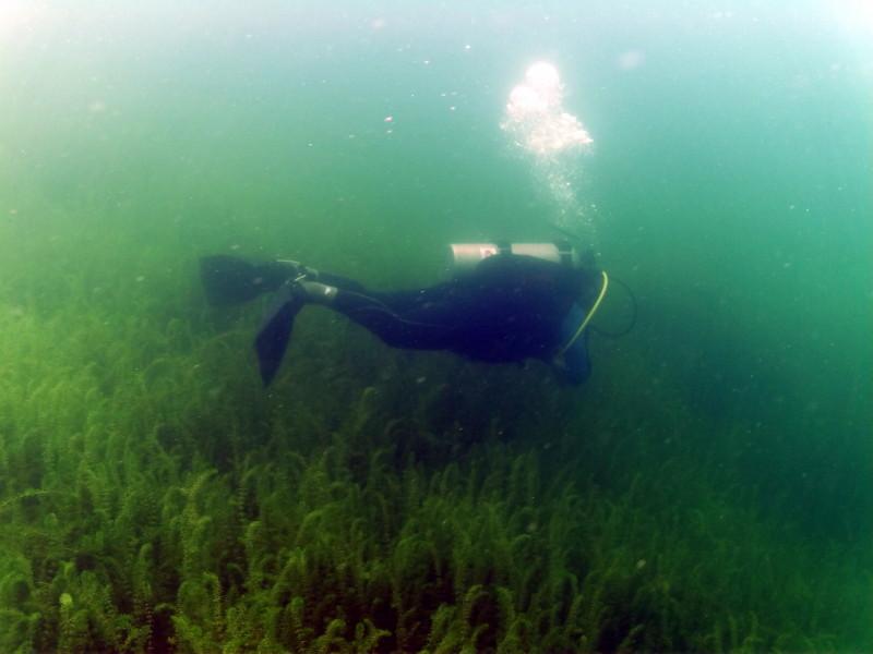Reefhound