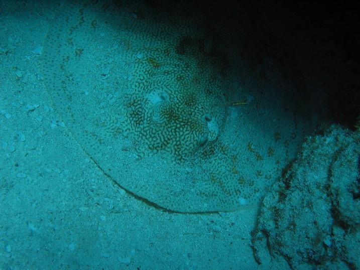 Reel-y small triggerfish