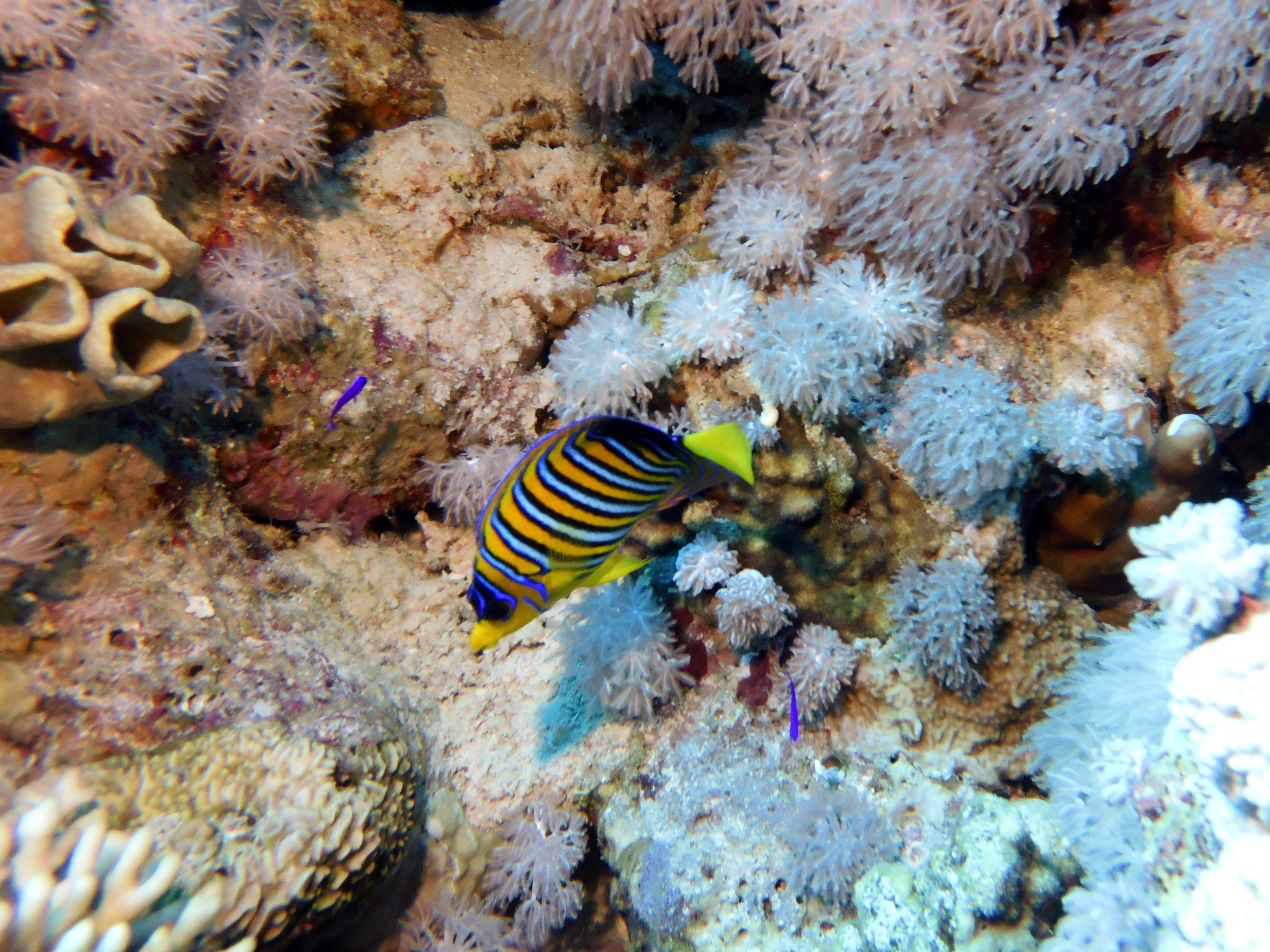 Regal butterfly at Gordon Reef