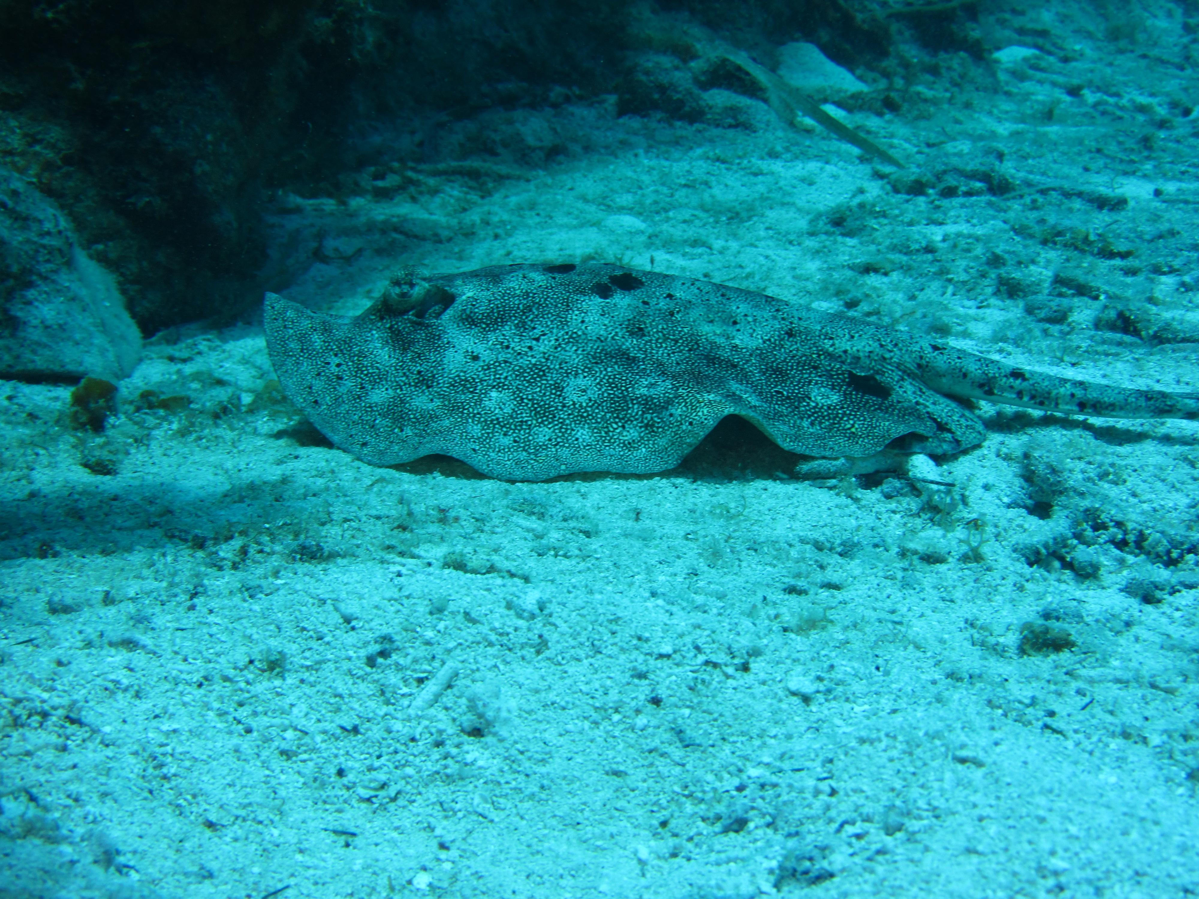 Resting Ray