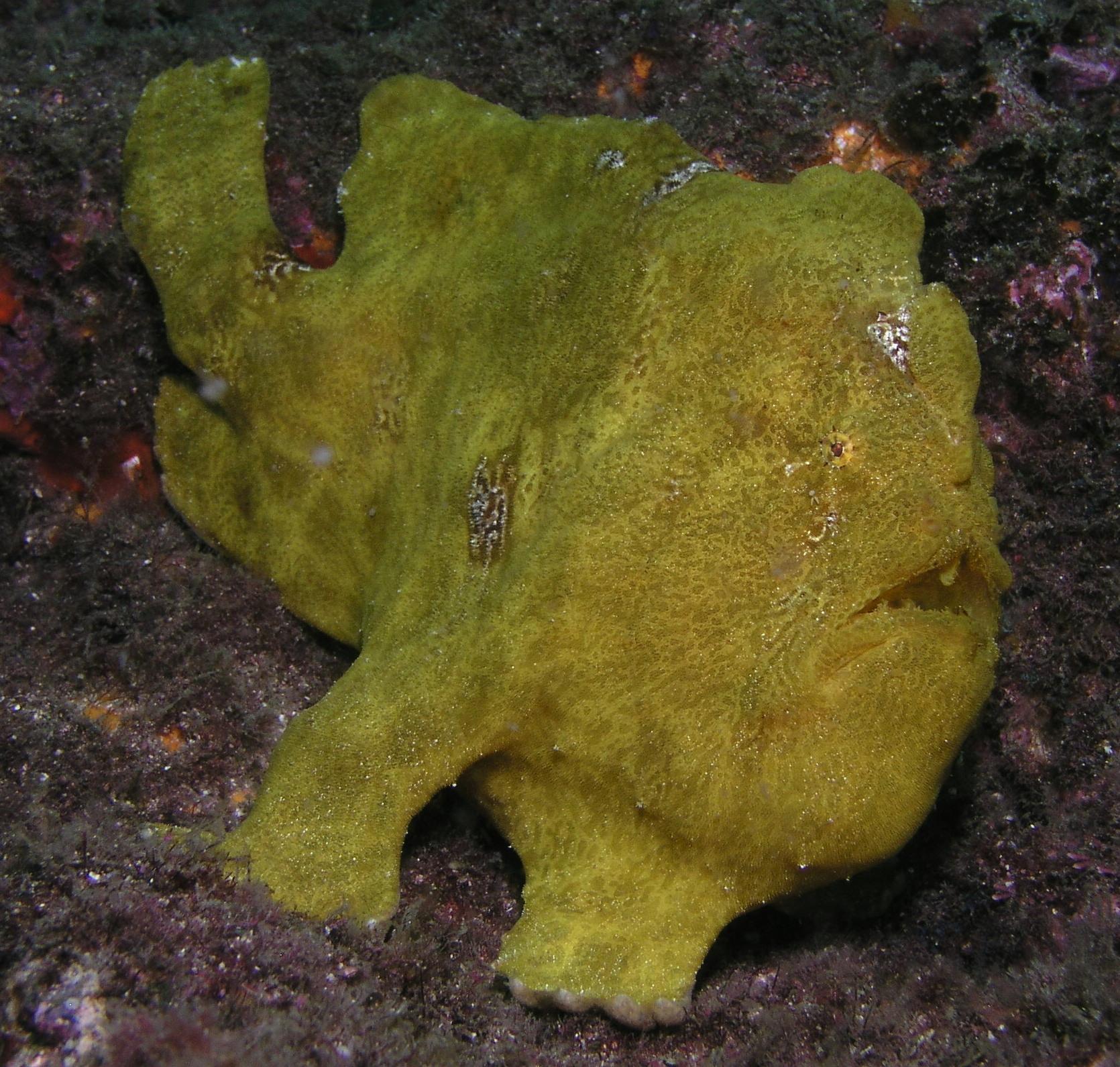 return of the frogfish