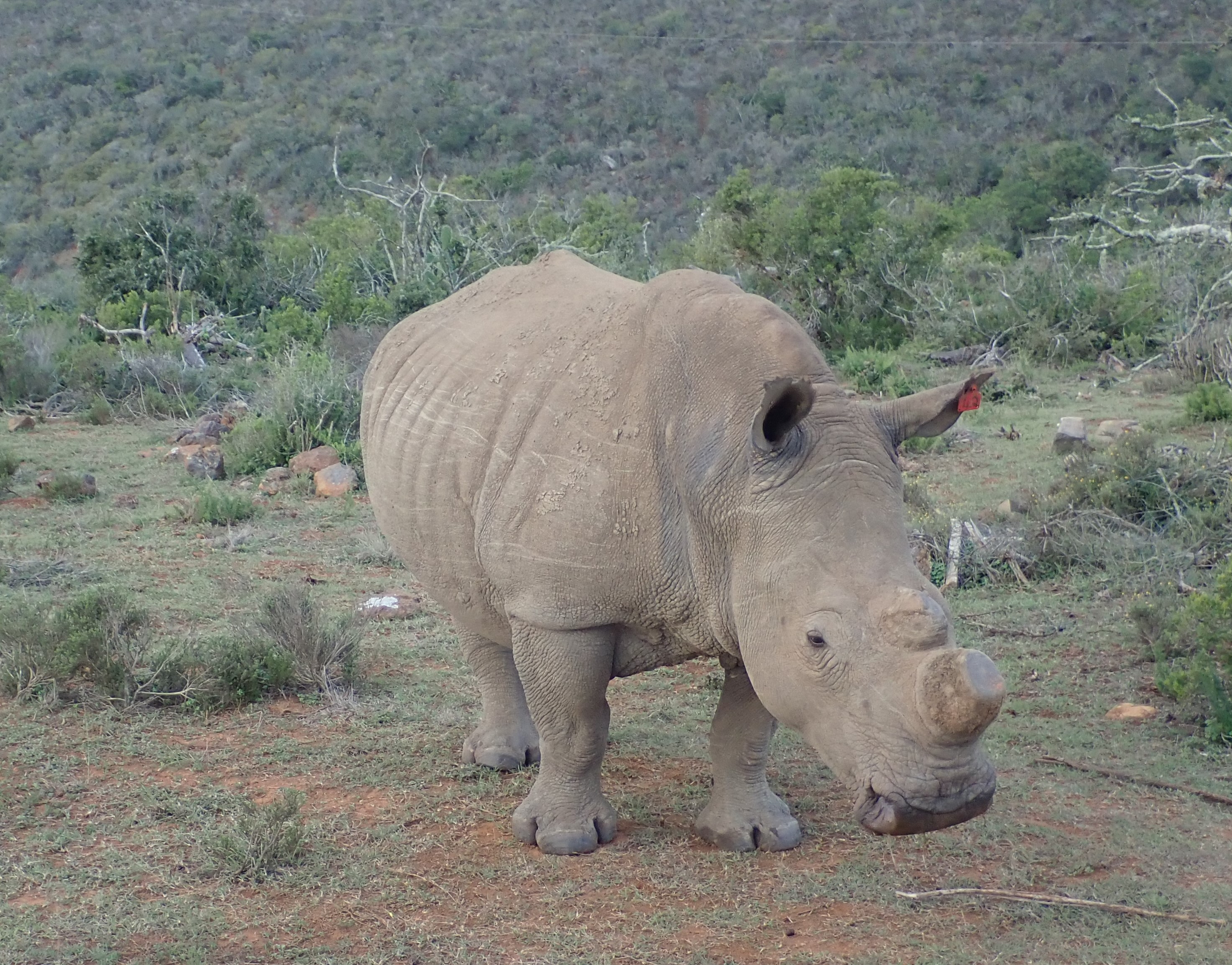 rhino