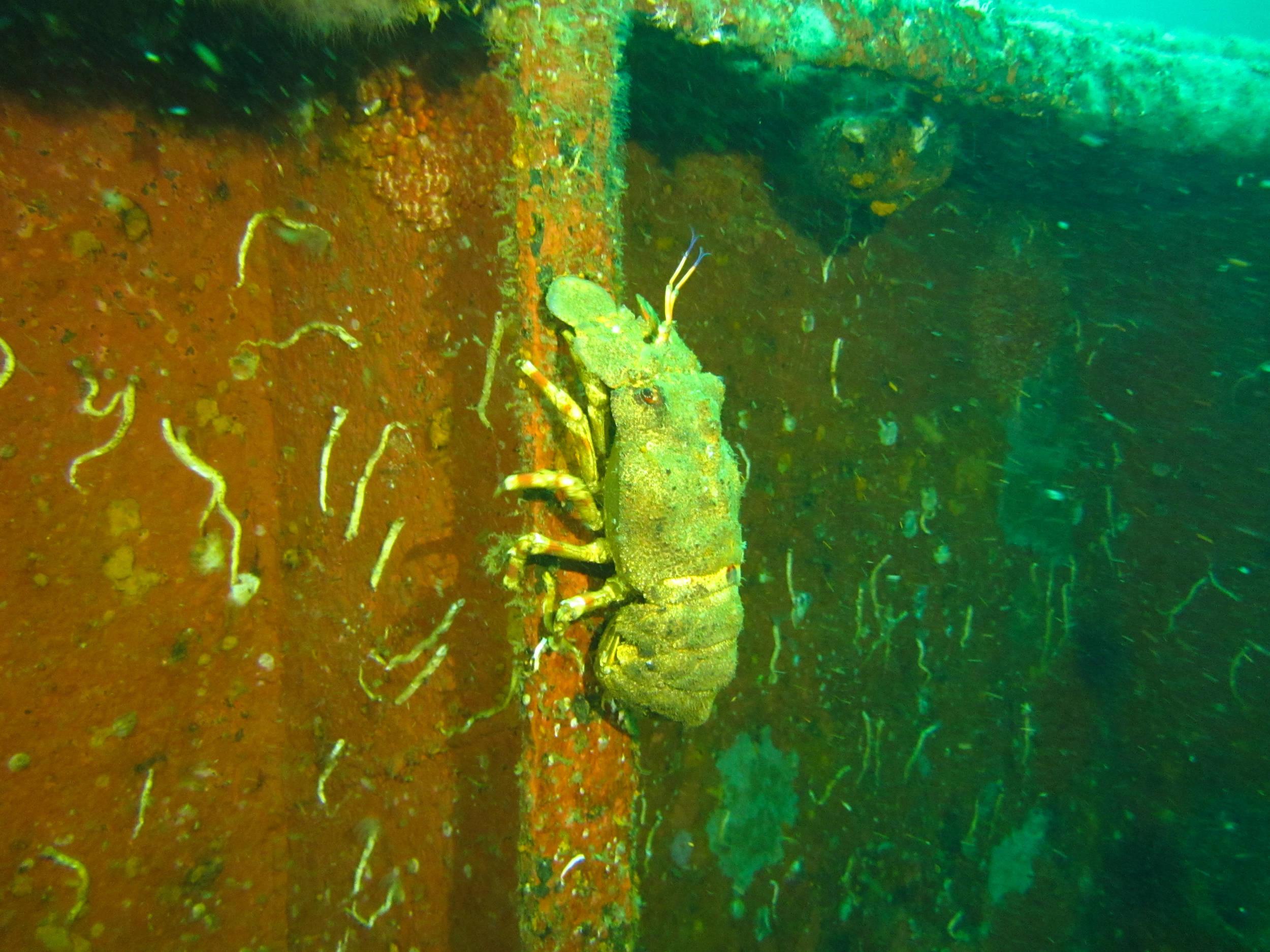 Ridged Slipper Lobster
