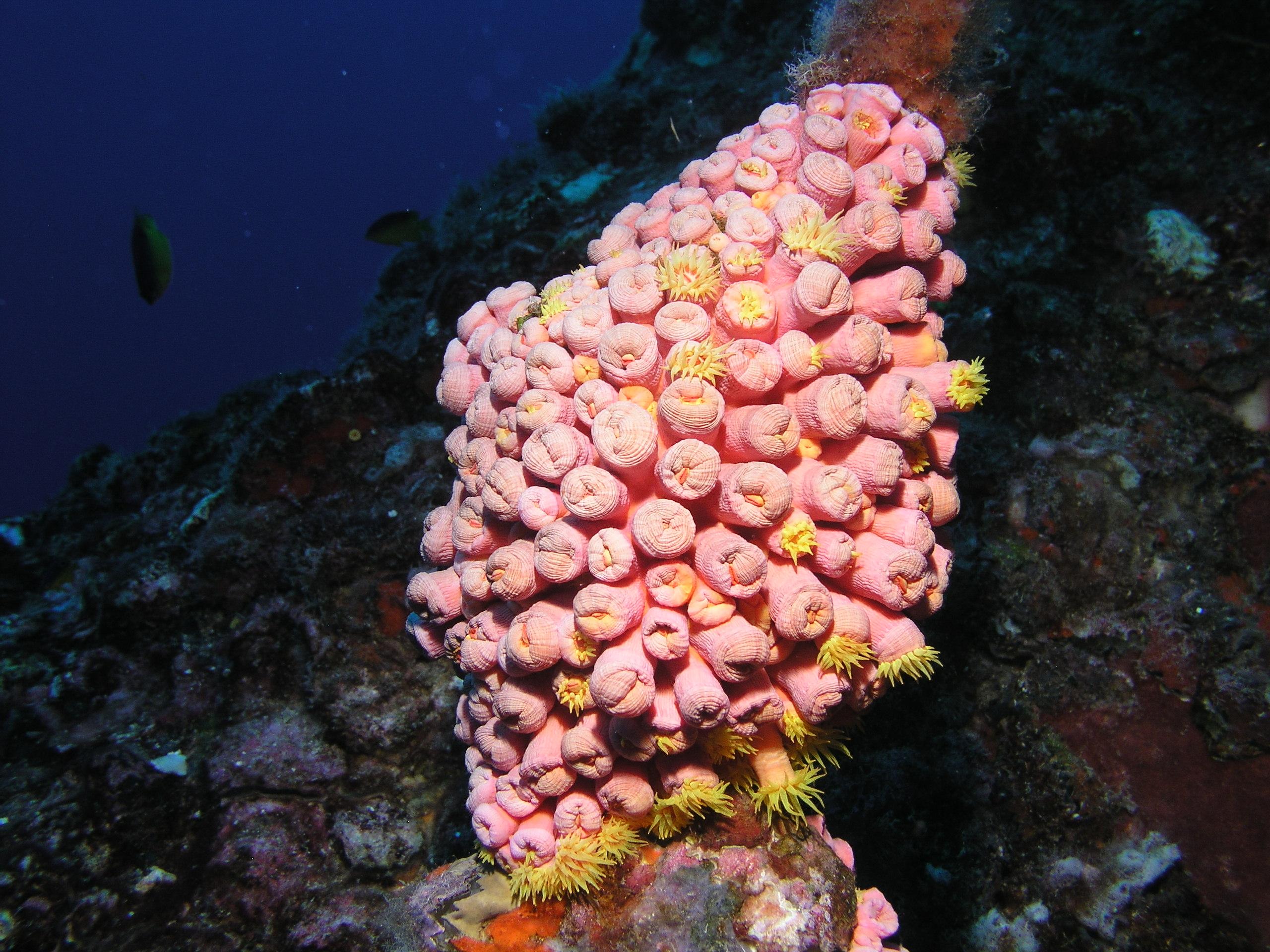 rig coral