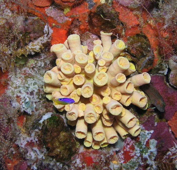 rig coral