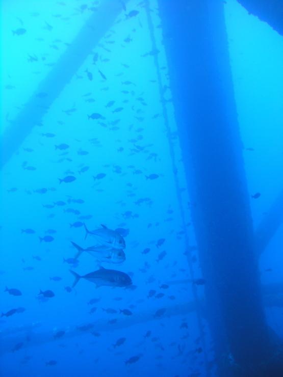 rig dive