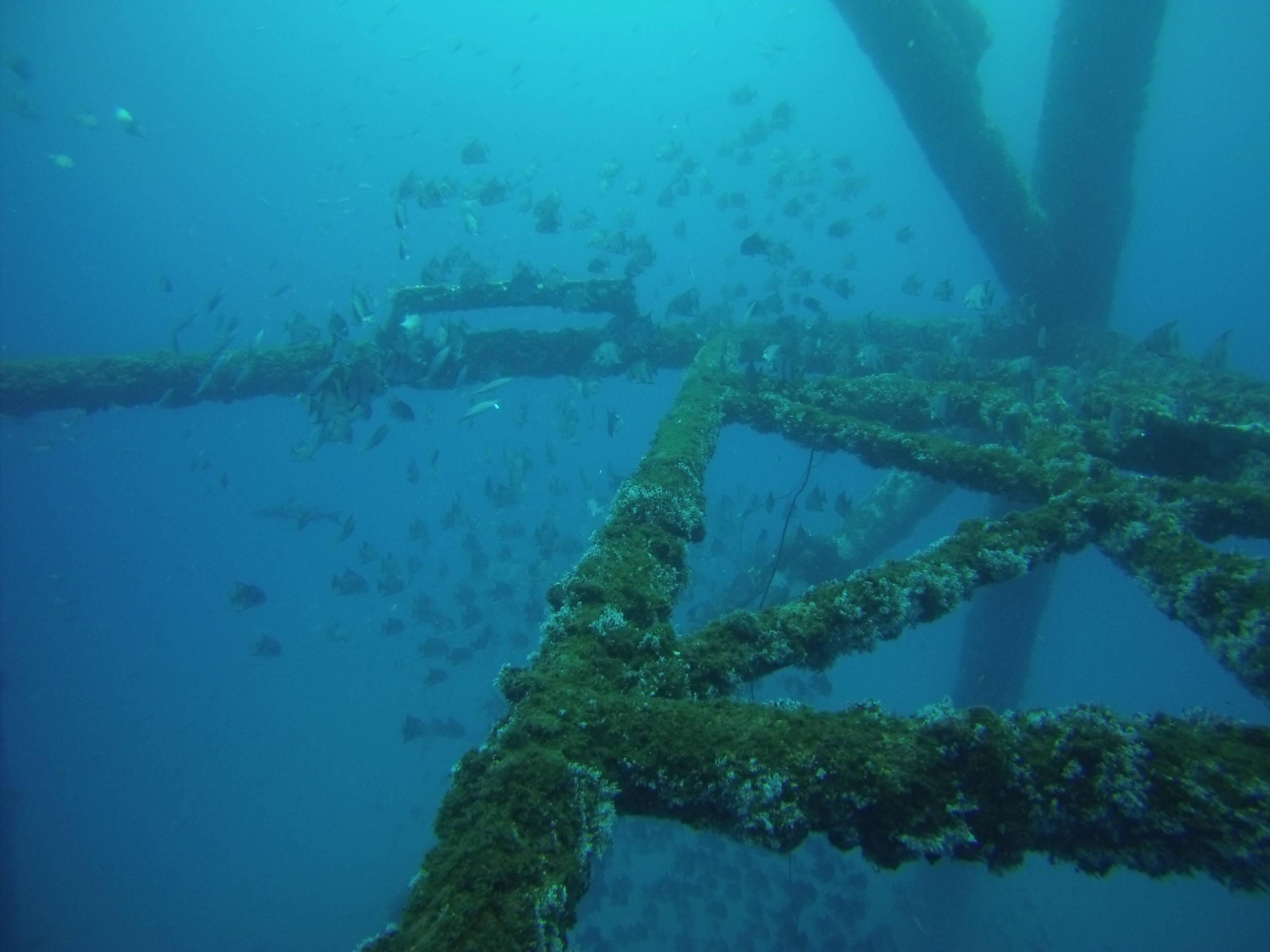 Rig diving on "40 Mile Rig"