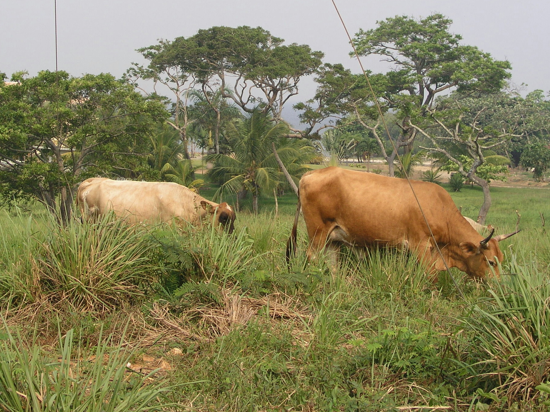 Roatan 2005 reupload