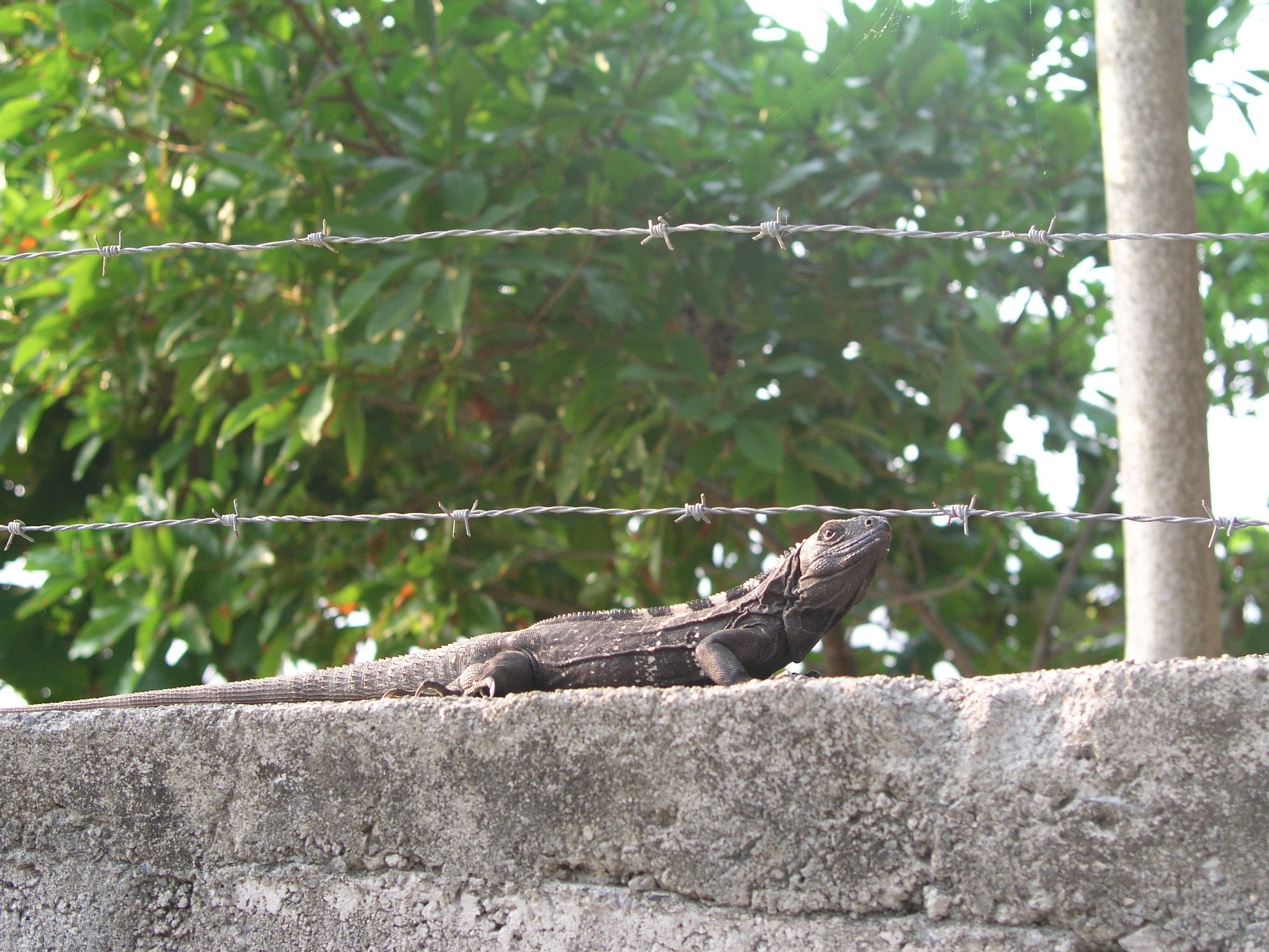 Roatan 2005 reupload