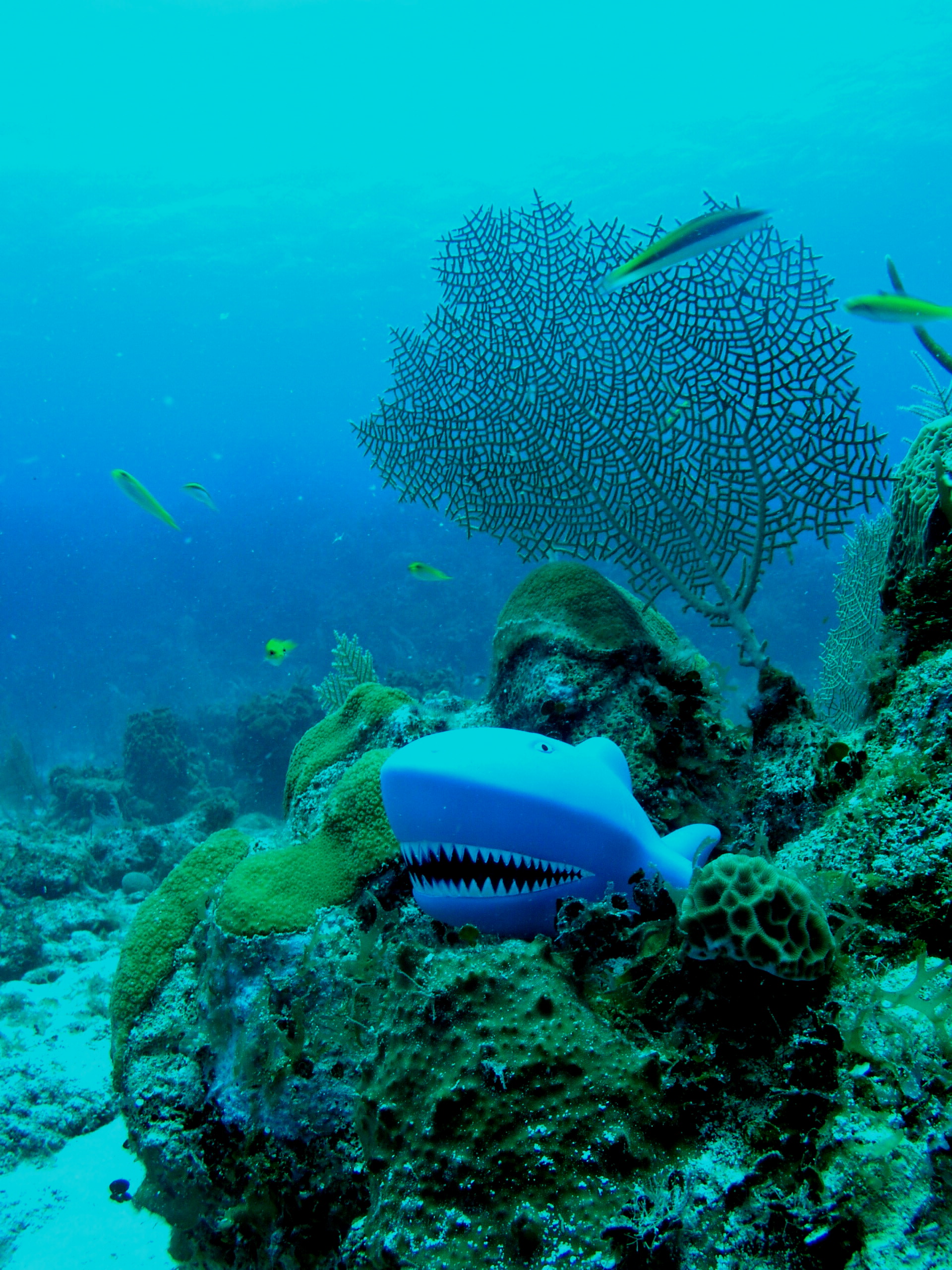 Roatan 2005 reupload