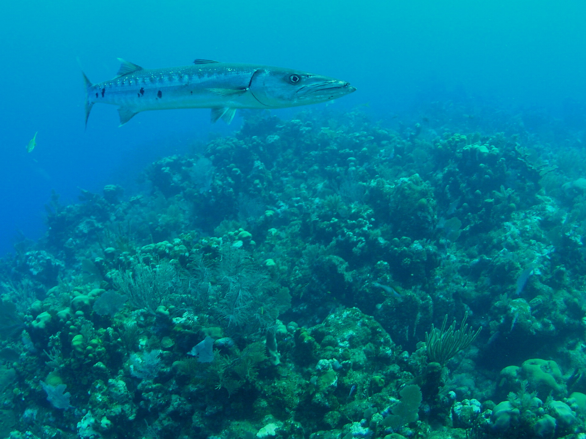 Roatan 2005 reupload