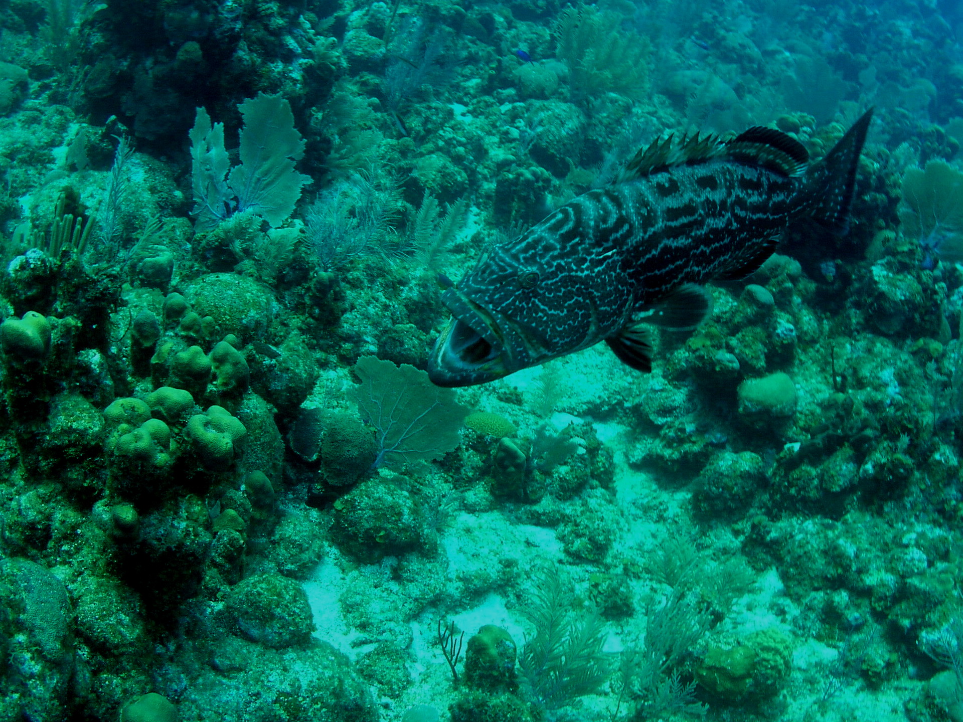 Roatan 2005 reupload