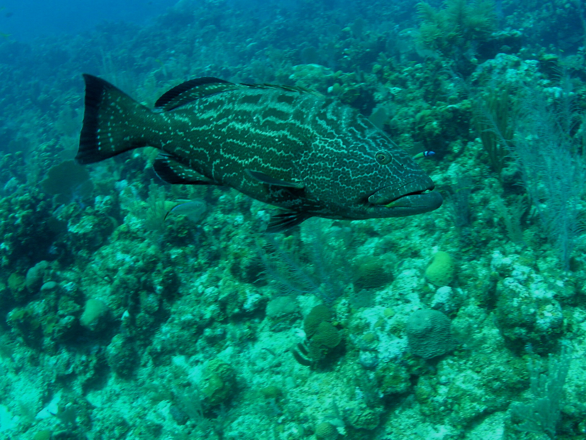 Roatan 2005 reupload