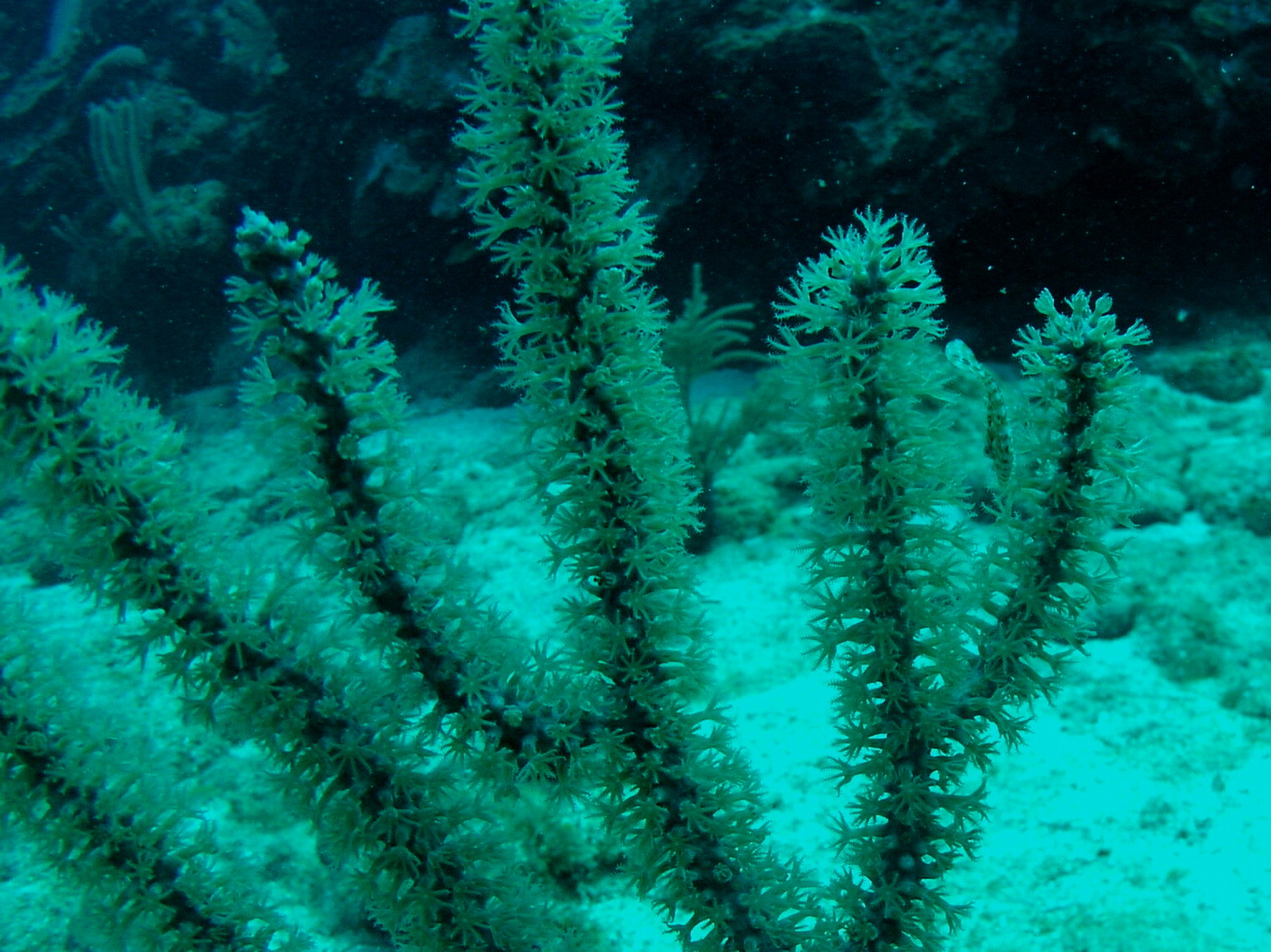 Roatan 2005 reupload