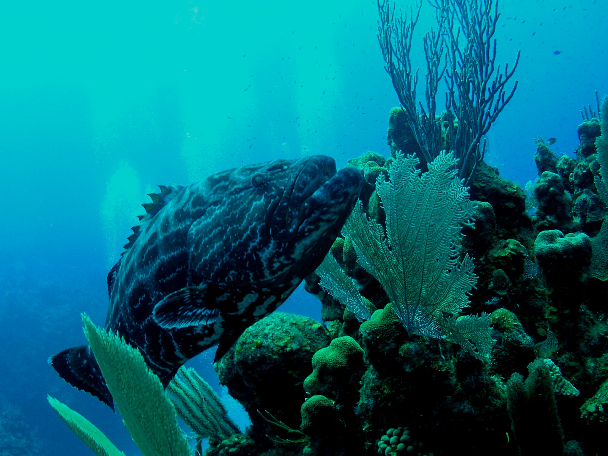 Roatan 2005 reupload