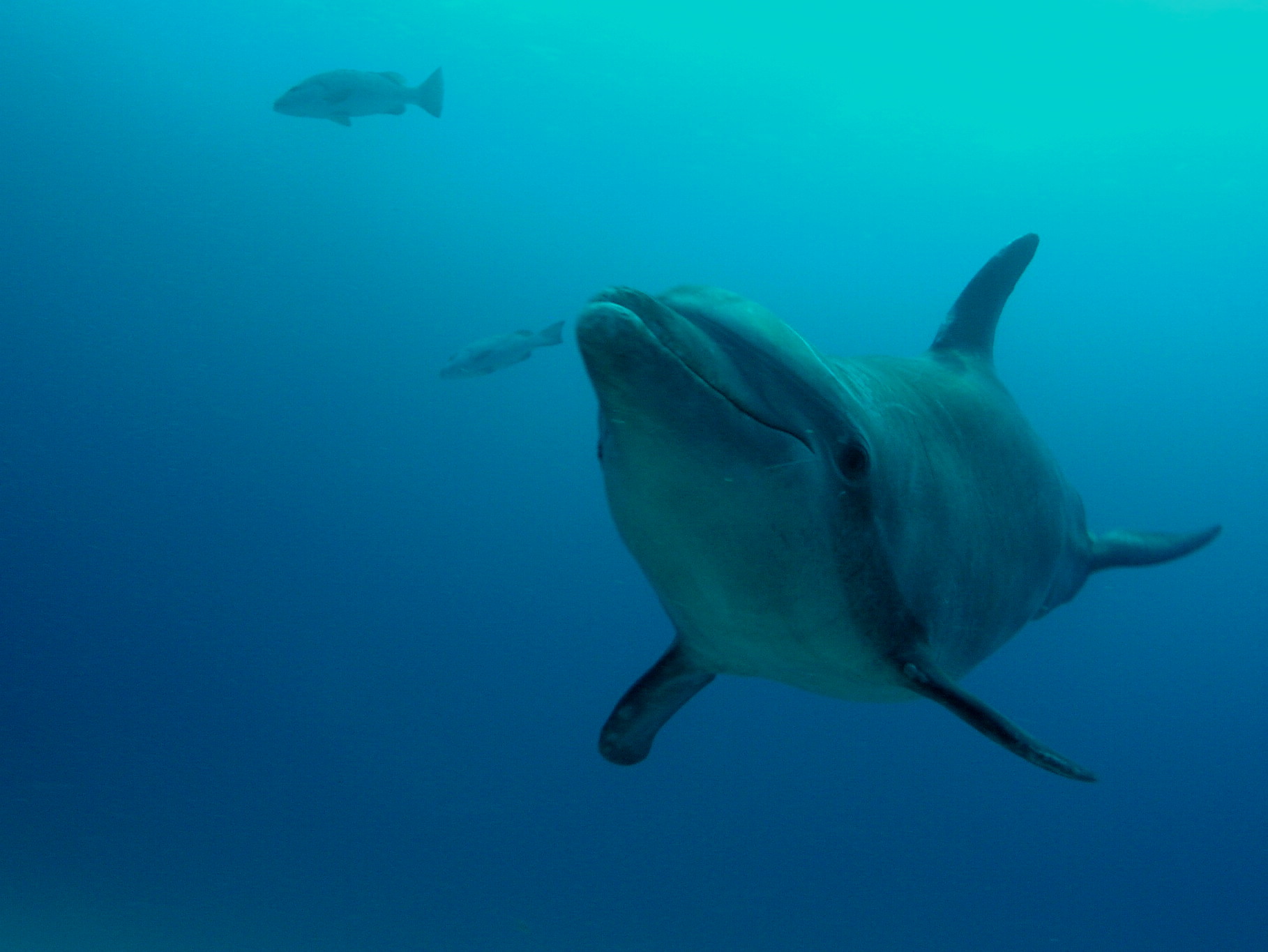 Roatan 2005 reupload