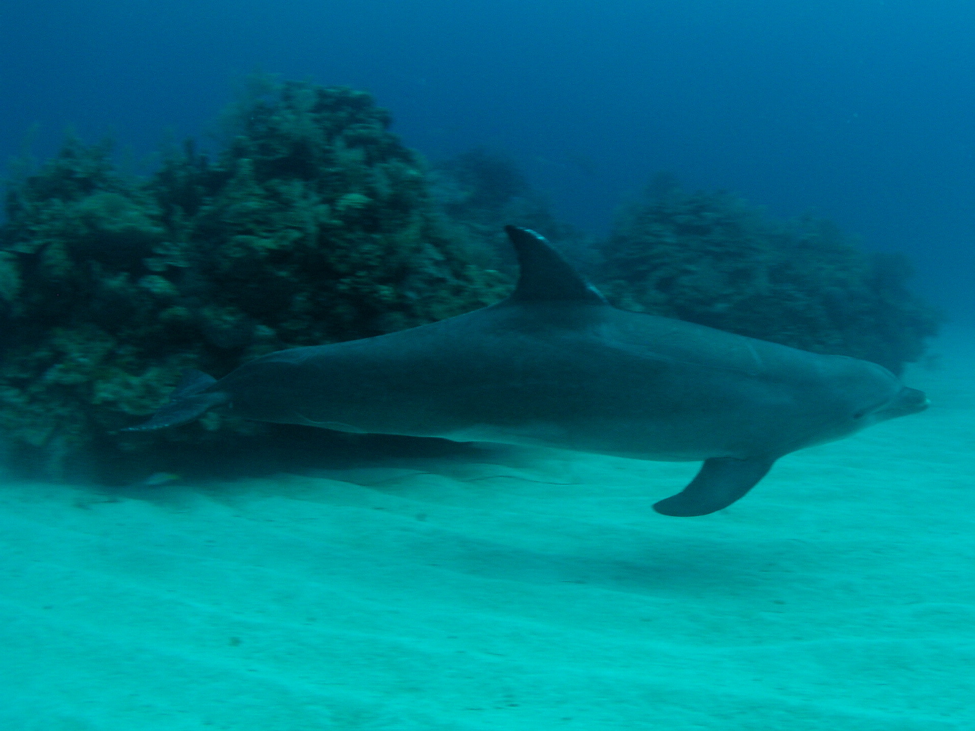 Roatan 2005 reupload