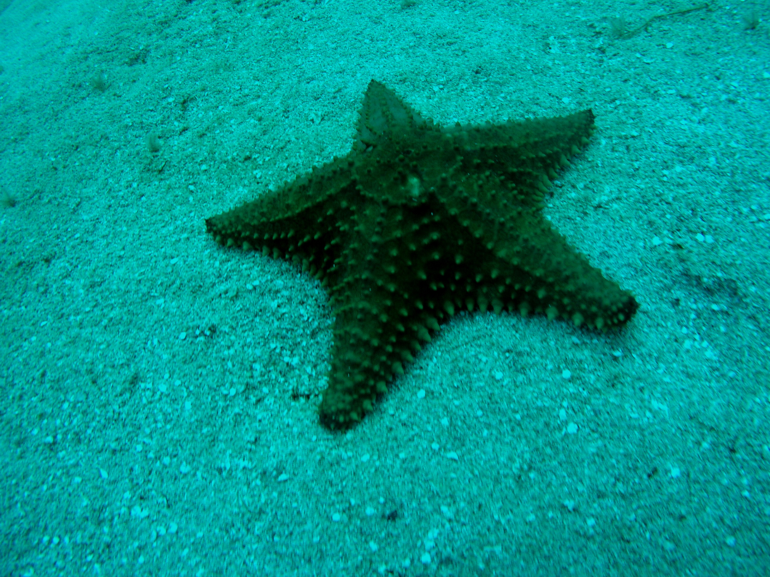 Roatan 2005 reupload