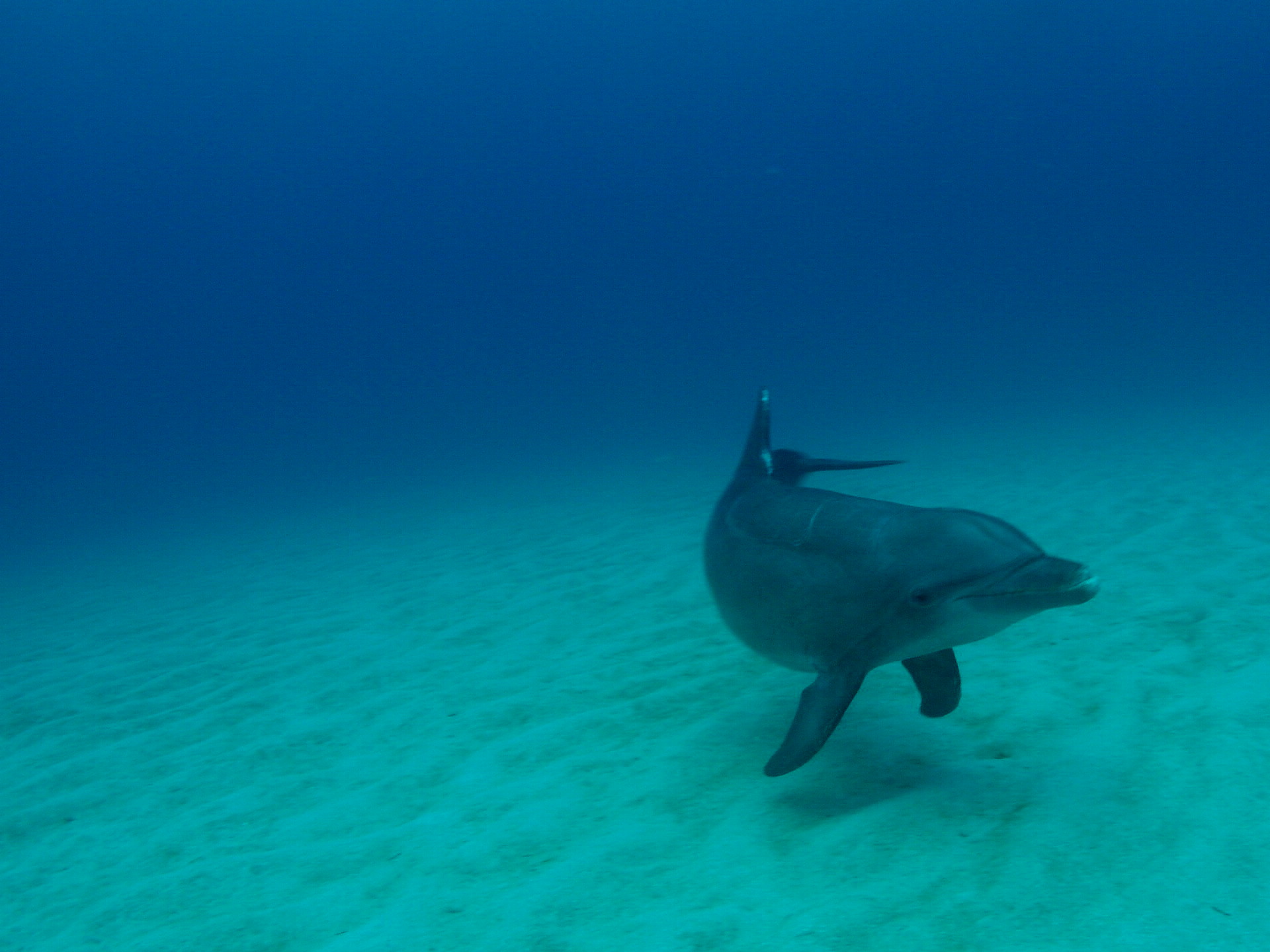 Roatan 2005 reupload