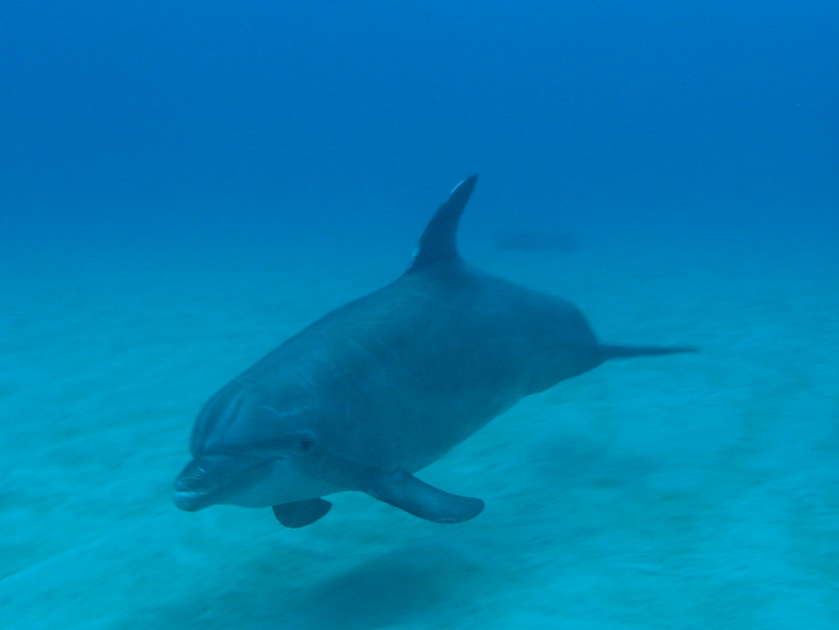 Roatan 2005 reupload