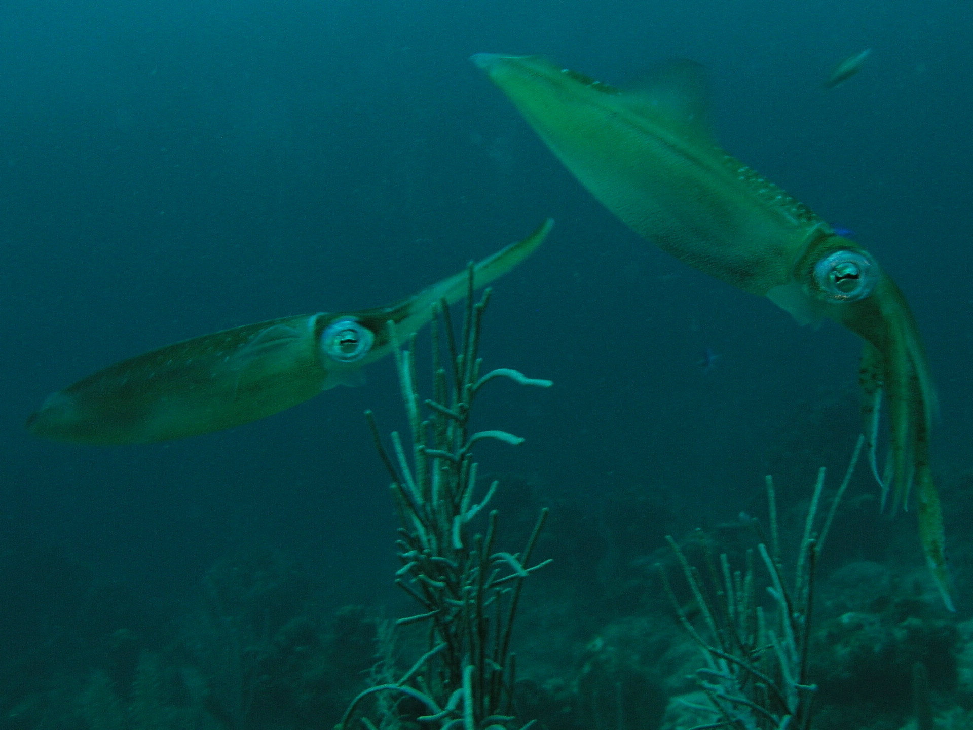 Roatan 2005 reupload