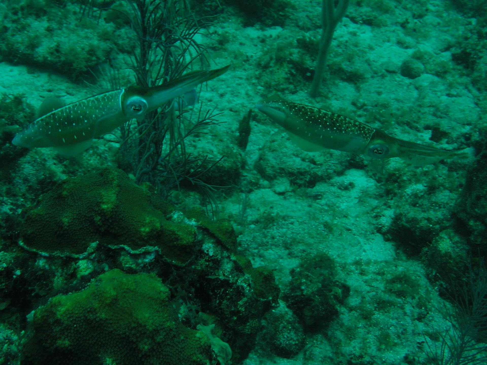 Roatan 2005 reupload