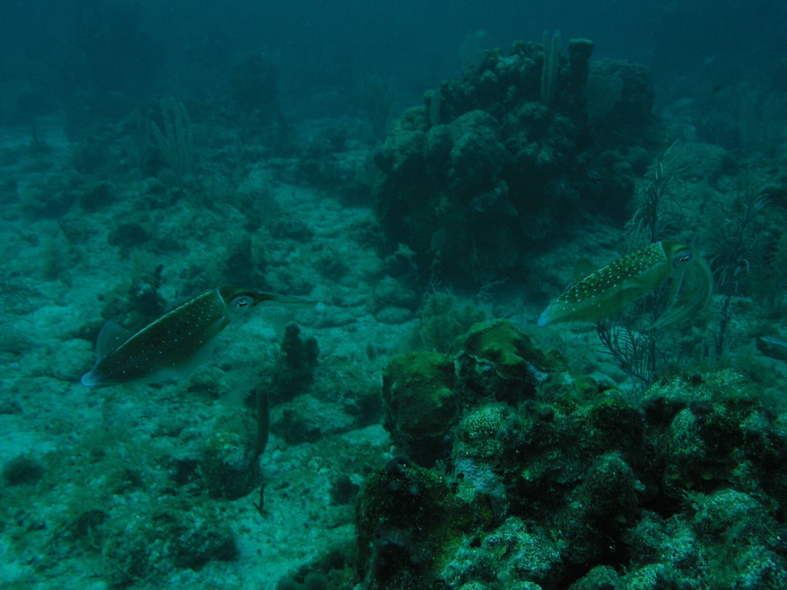 Roatan 2005 reupload