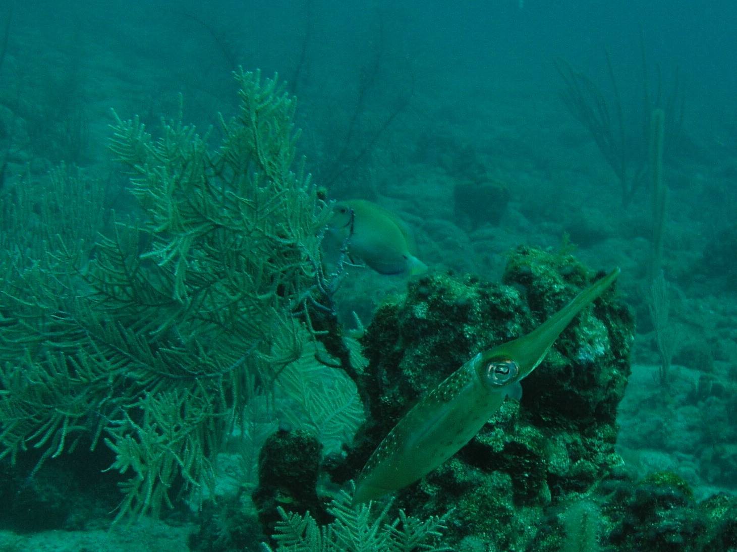 Roatan 2005 reupload