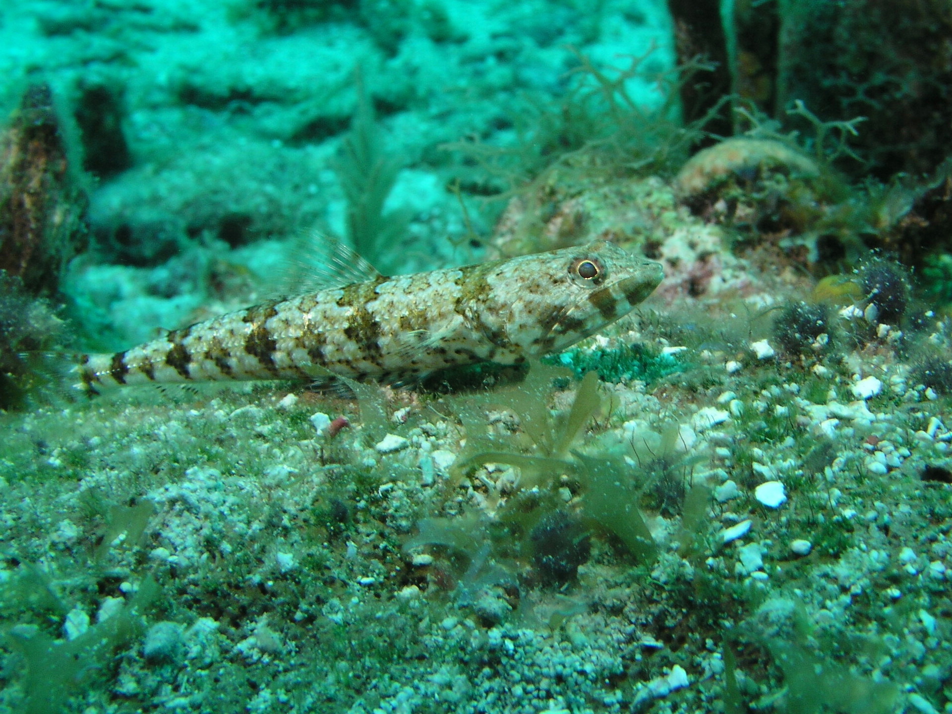 Roatan 2005 reupload