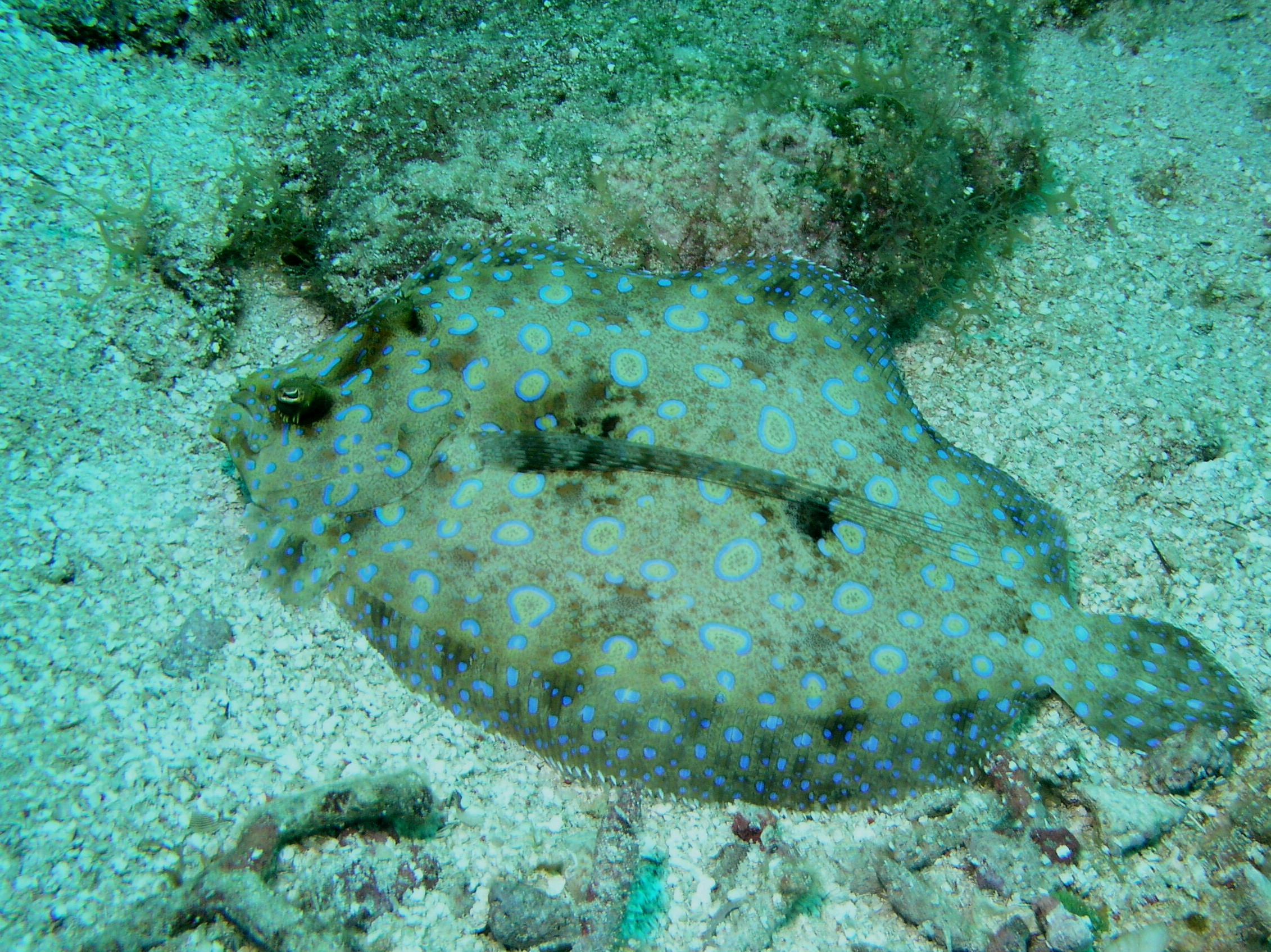 Roatan 2005 reupload