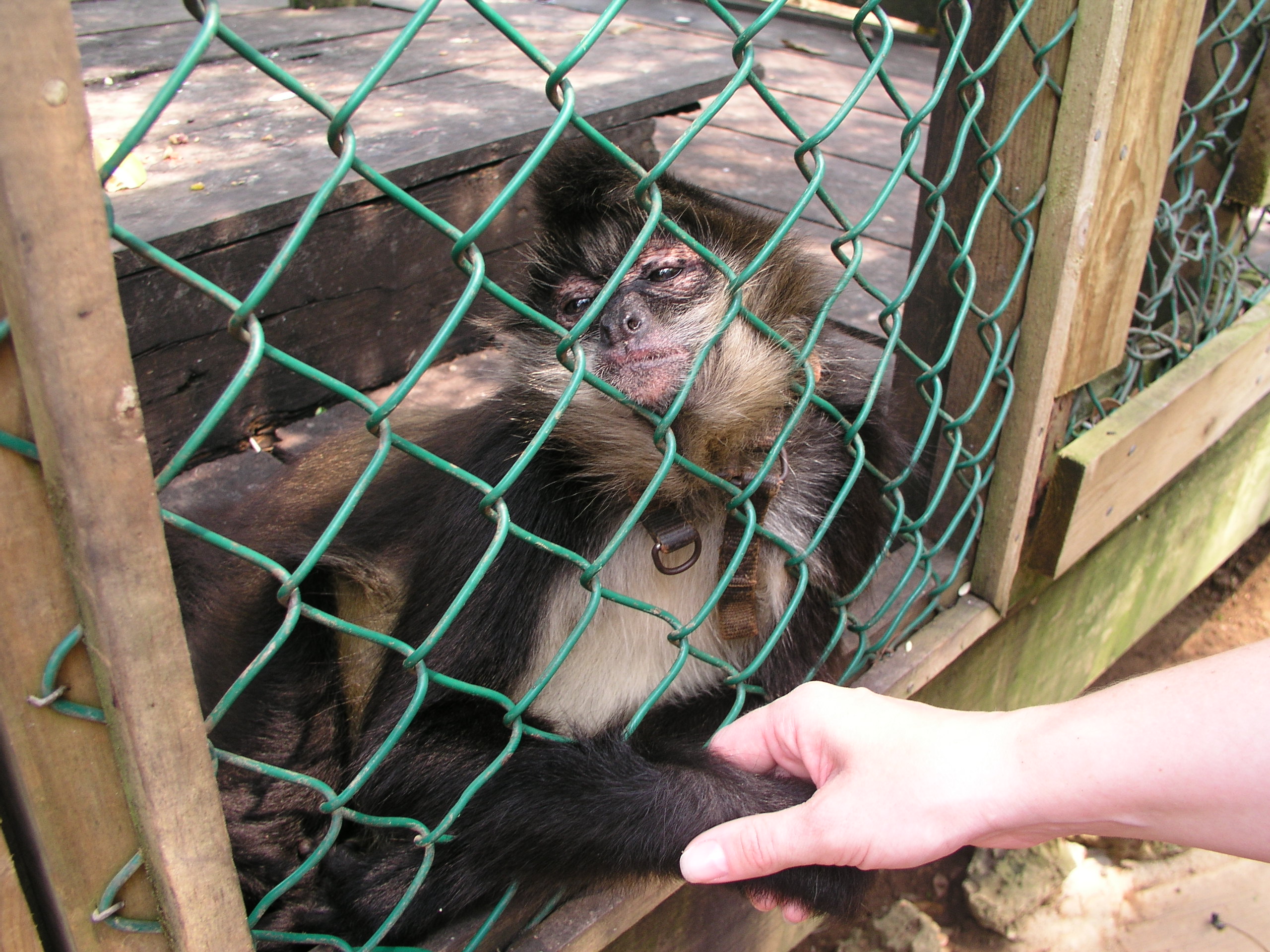 Roatan 2005 reupload