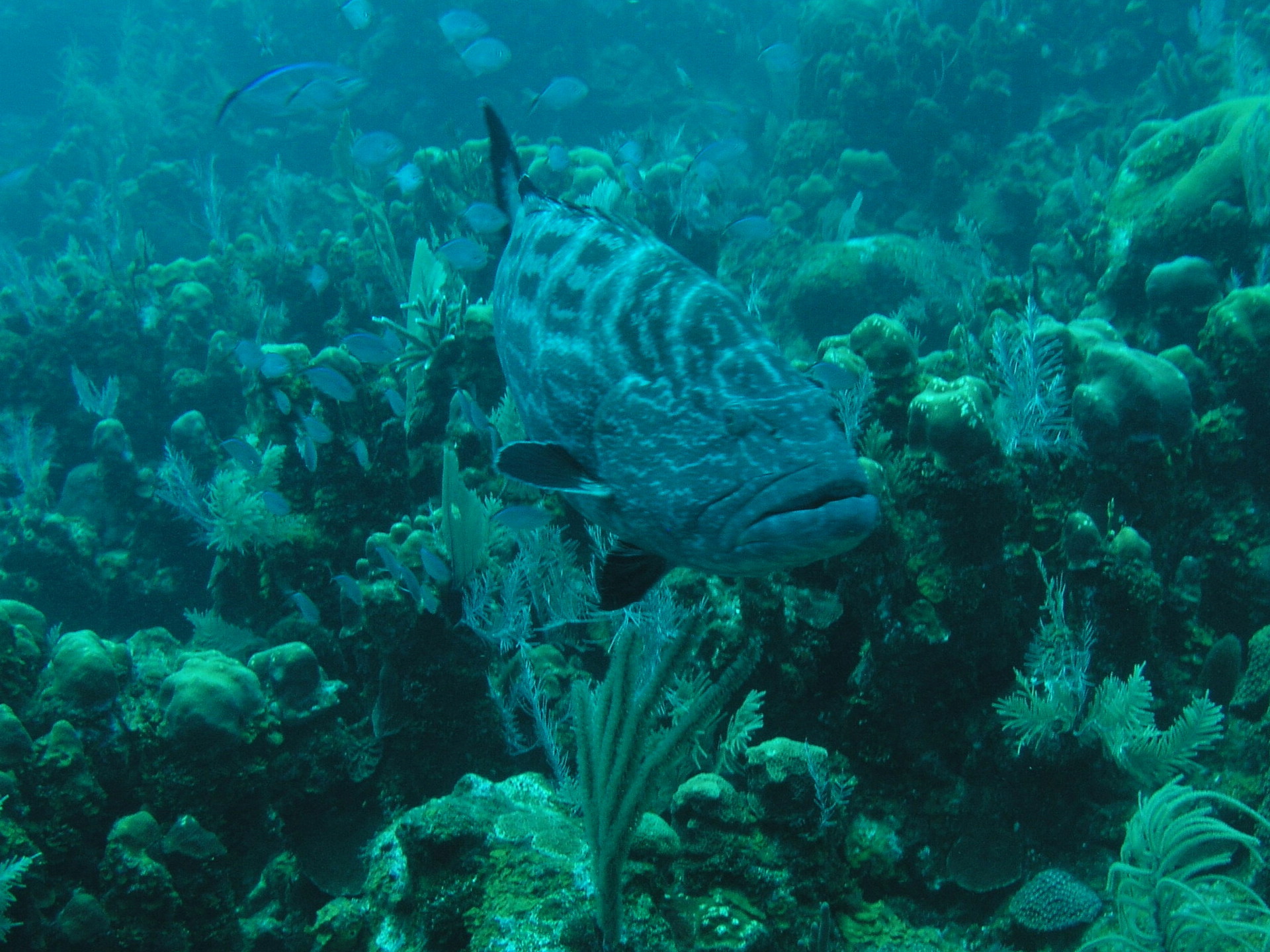 Roatan 2005 reupload