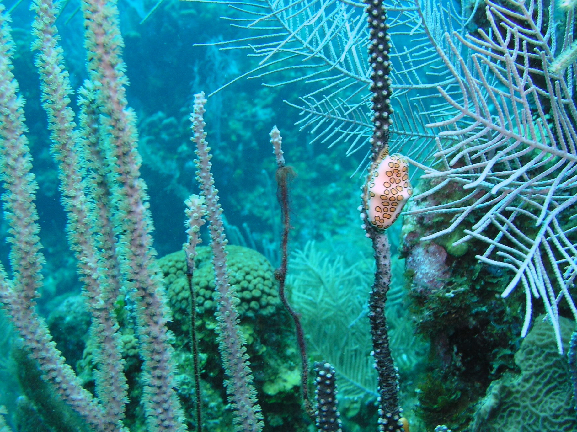 Roatan 2005 reupload