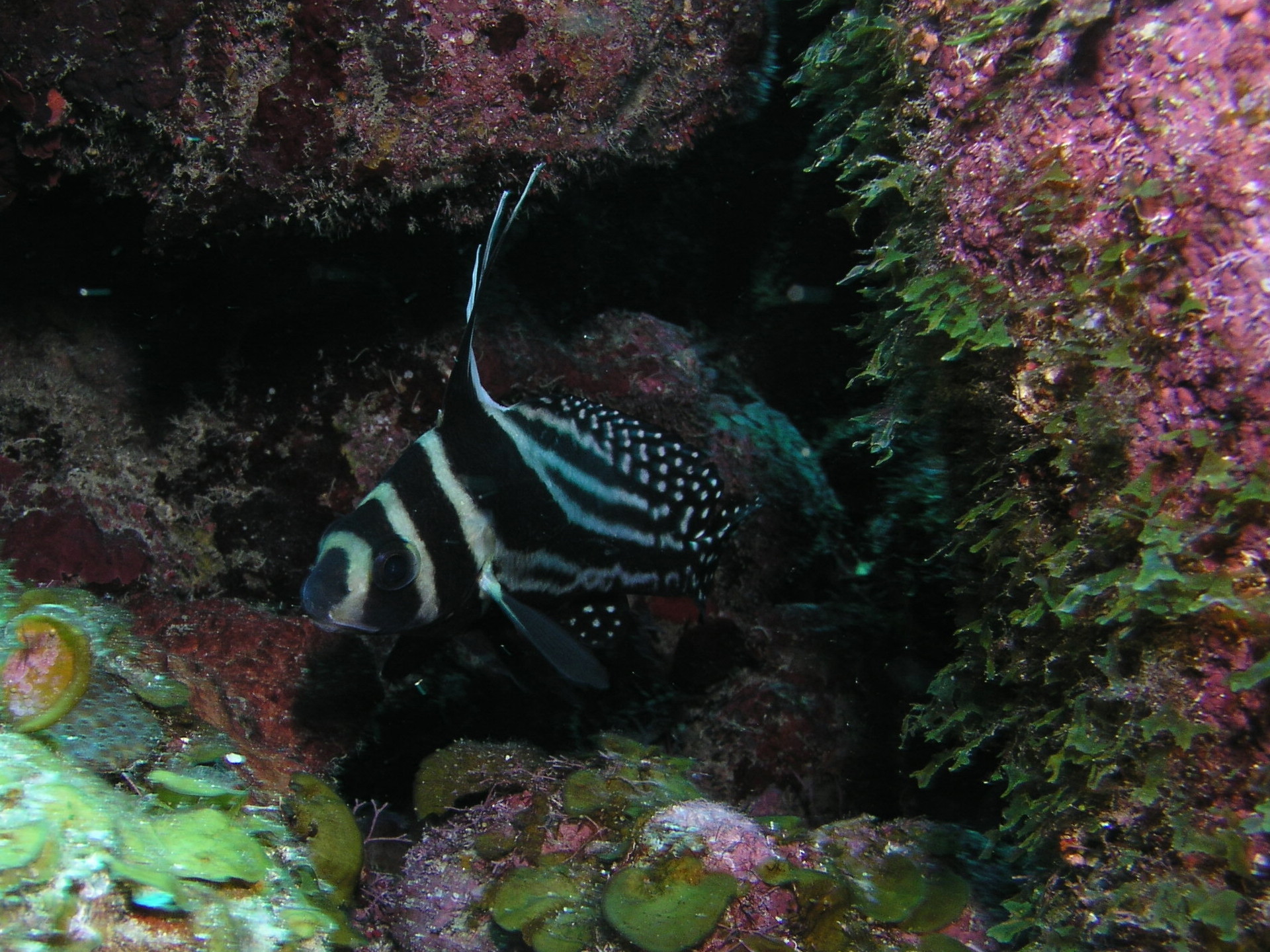 Roatan 2005 reupload