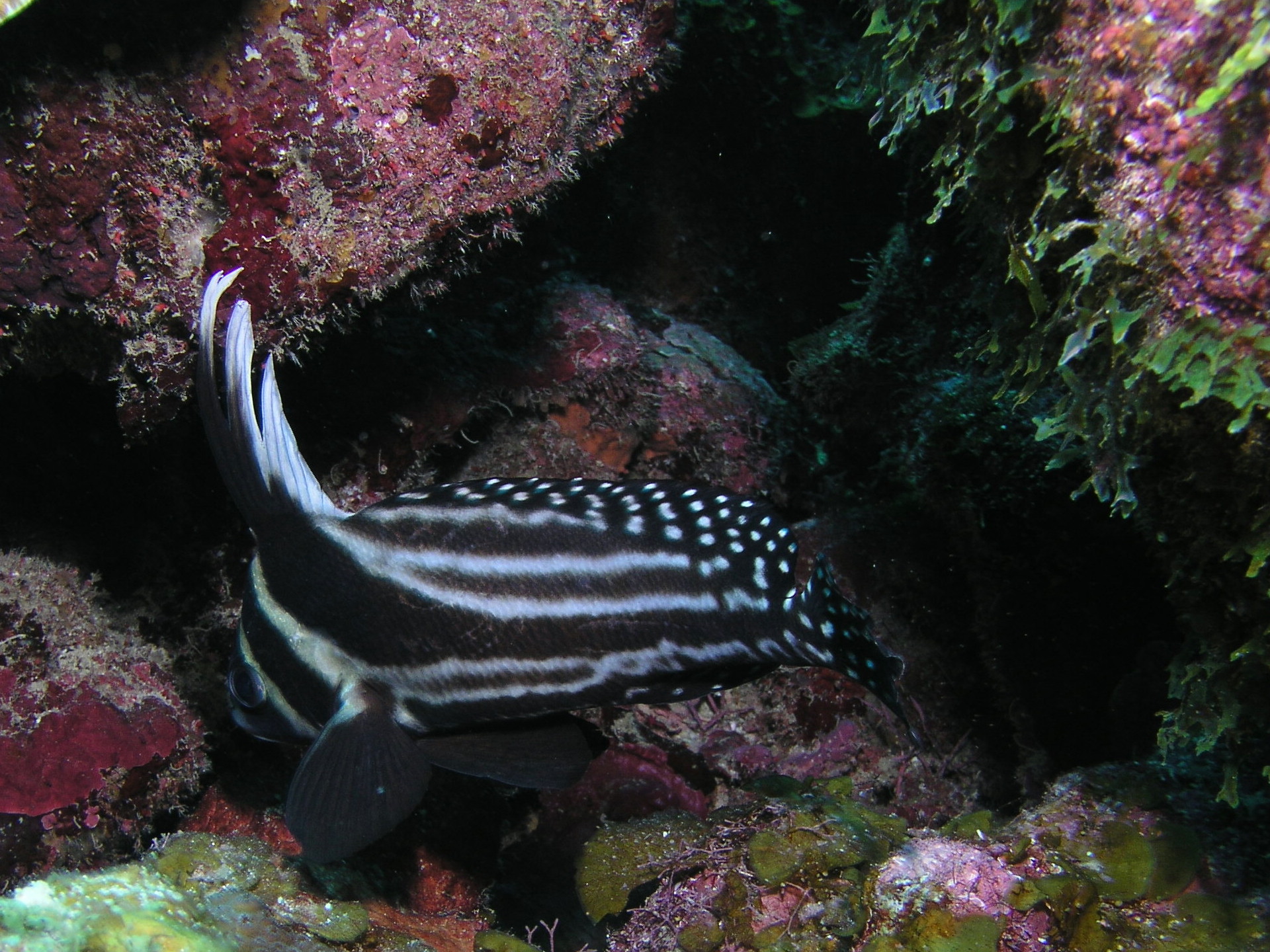 Roatan 2005 reupload