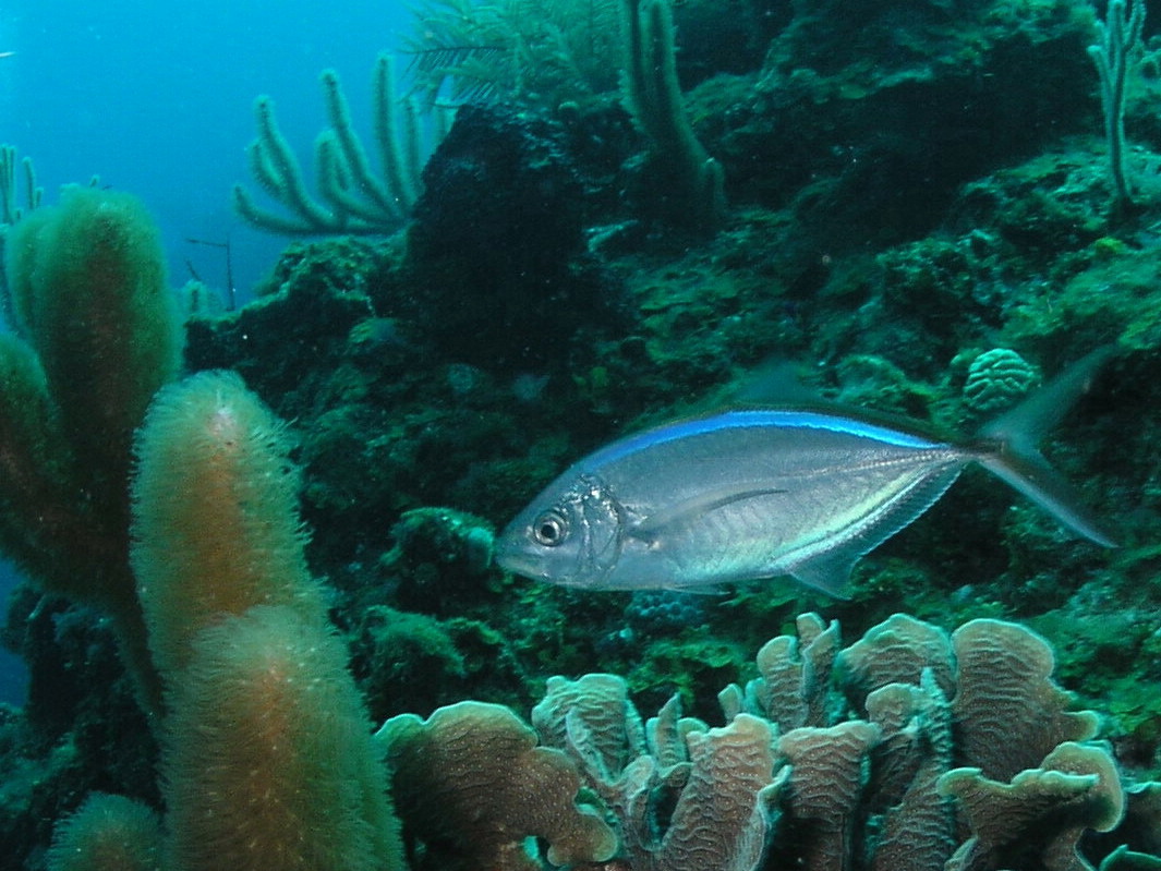 Roatan 2005 reupload