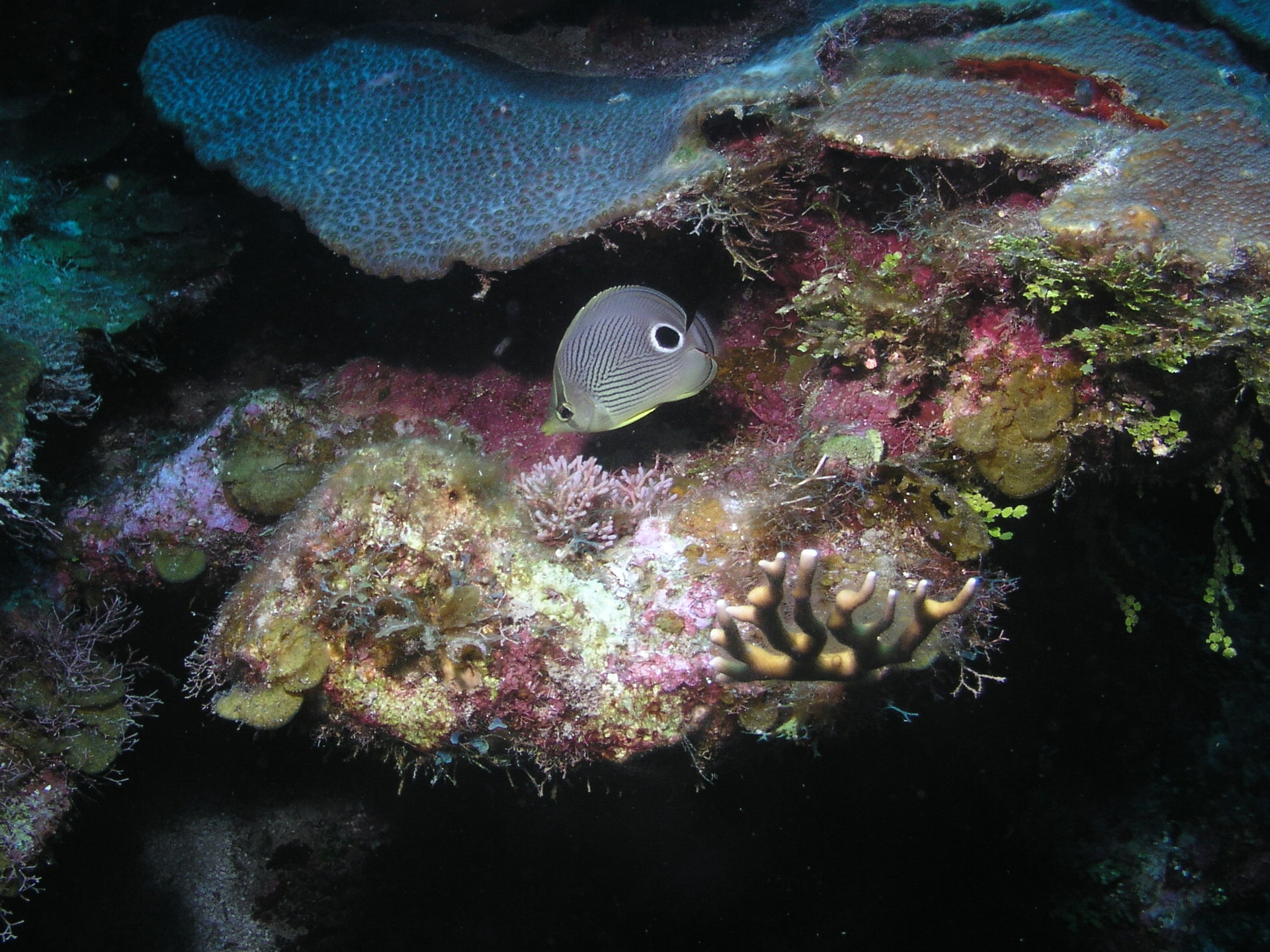 Roatan 2005 reupload